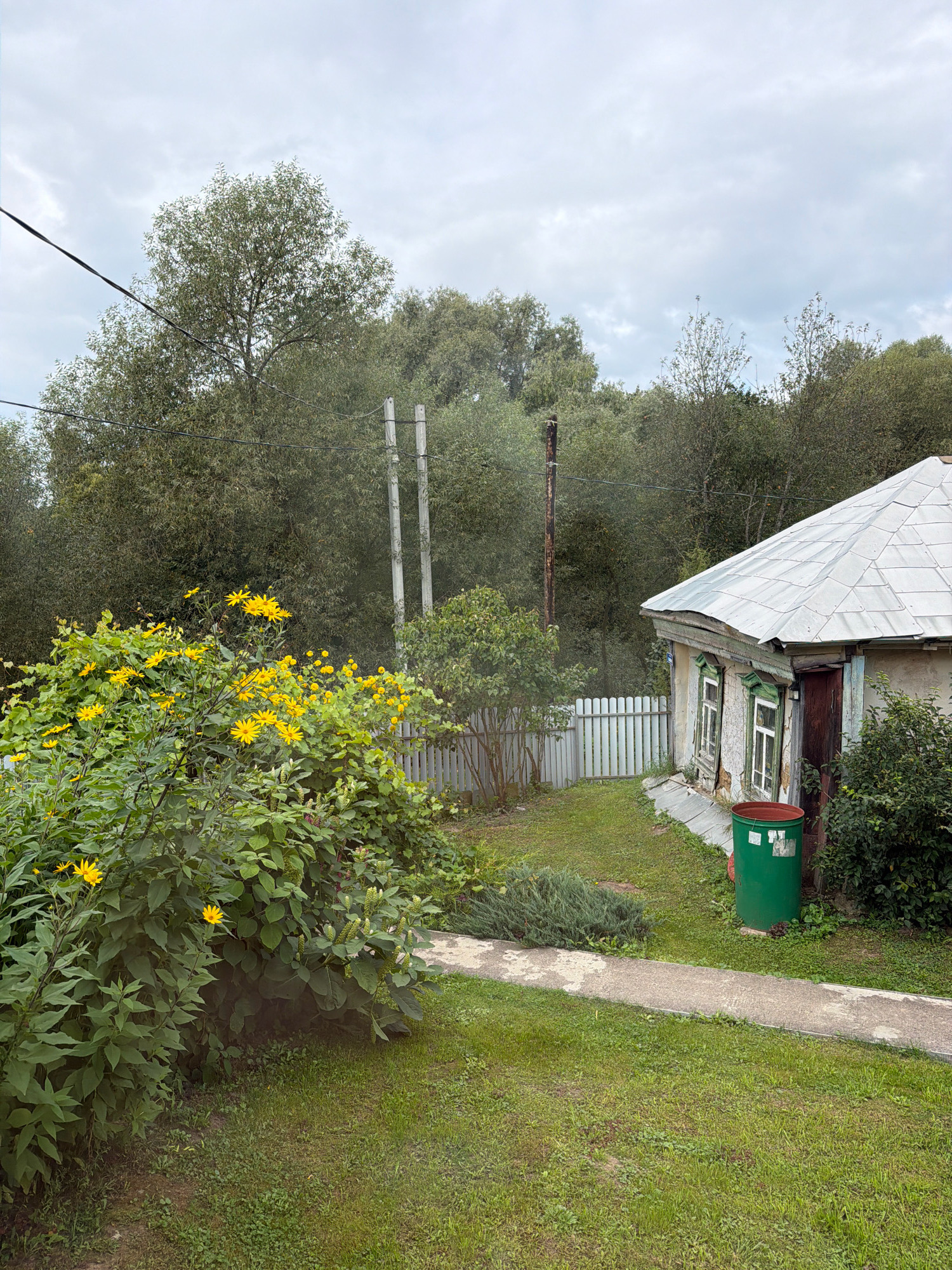 The image shows a view of a rural property in Teterevo, Russia, on an overcast day. In the foreground, a dense bush with numerous bright yellow flowers is visible, with green grass surrounding it. A paved pathway runs diagonally across the scene, leading towards a small, weathered house with a corrugated metal roof. The house has green-trimmed windows and a dark wooden door. A green trash bin is placed next to the house. Behind the house and the path, a white picket fence encloses the yard. The background is filled with a thick forest of trees, and utility poles with overhead wires are also present. The overall impression is of a humble, rural dwelling in a natural setting.