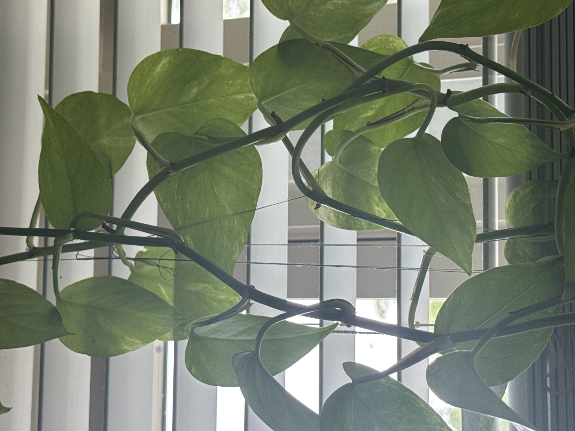 A close-up shot shows the stems and leaves of a green plant, likely a Pothos, against a backdrop of white window blinds. The leaves are large and heart-shaped, with some showing lighter green variegation. The stems are thick and dark green, with some appearing to twist around each other. Thin, translucent strings are visible, supporting or guiding the plant's growth. The lighting suggests an indoor setting, possibly near a window that is partially obscured by blinds. The overall scene is one of a healthy, indoor plant thriving in a well-lit environment. No people are visible in the image, and no specific location in Skokie, United States of America can be determined from the visual information provided.