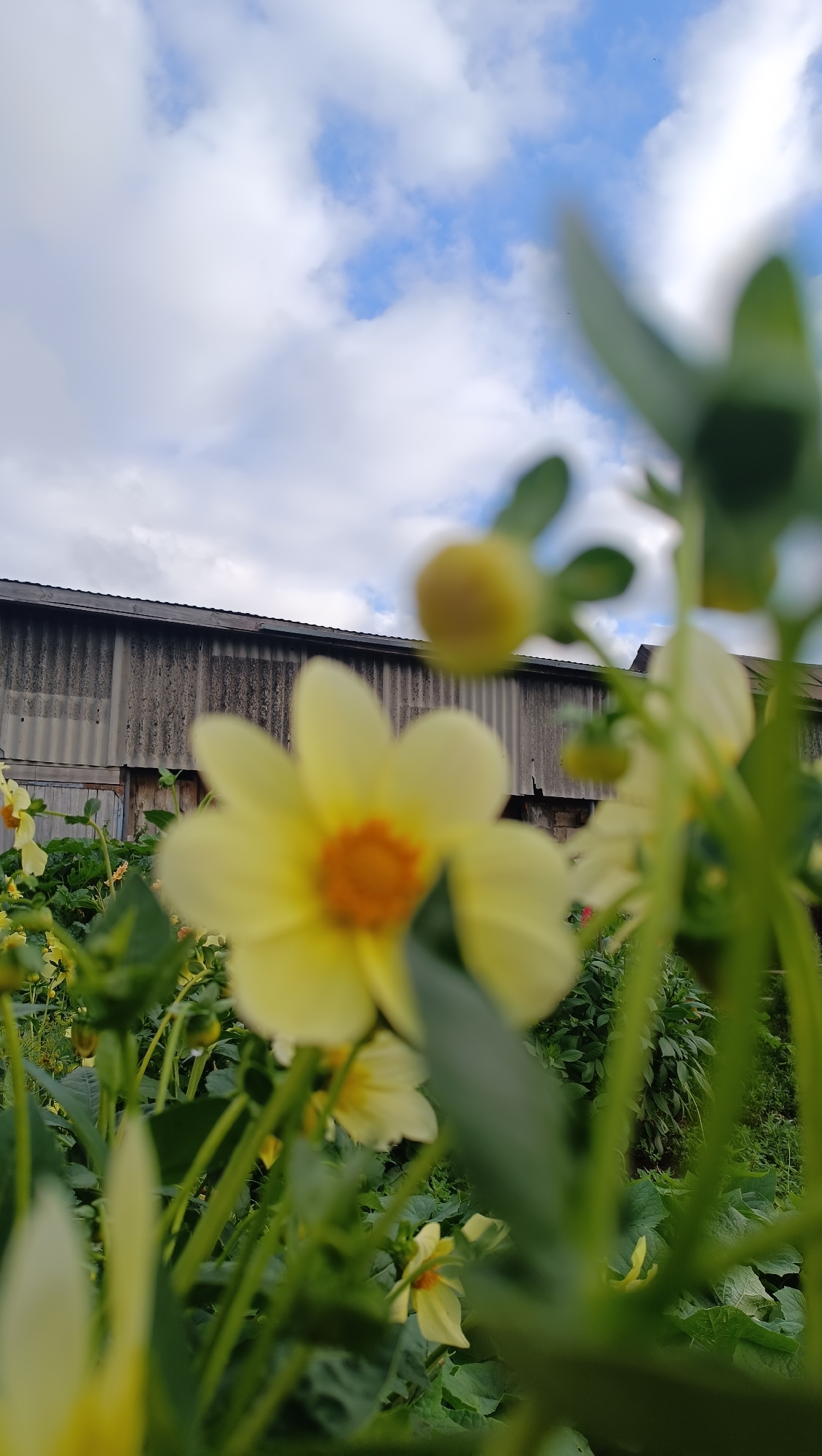 This is a close-up, shallow depth of field, eye-level shot of yellow dahlias in a garden. The flowers are out of focus, with one prominent bloom in the foreground. In the background, a corrugated metal structure, possibly a shed or barn, is visible under a sky with white clouds and blue patches. The scene is set in the city of Karsha, Russia. There are no people or animals present in the image.