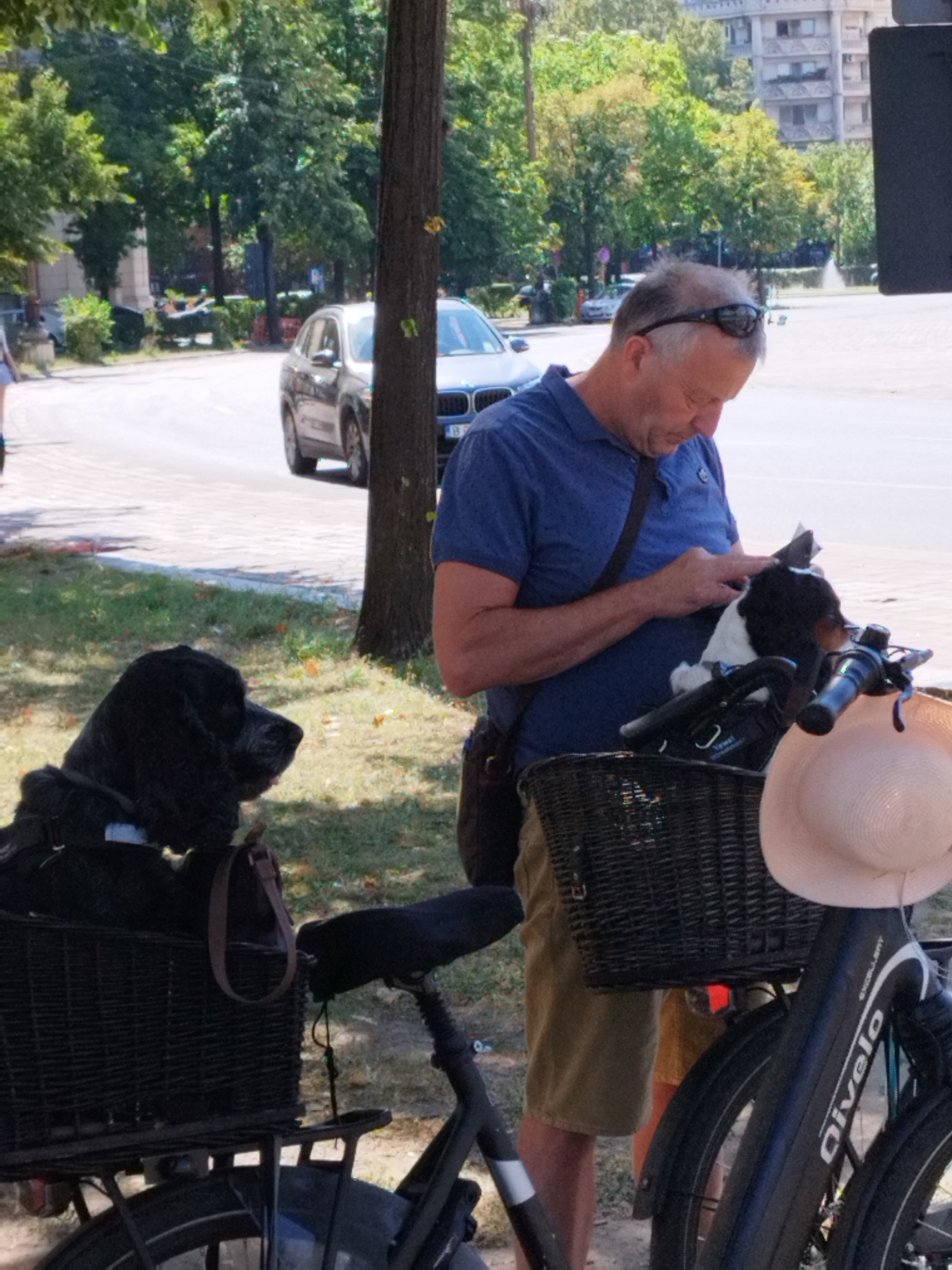 A middle-aged man with short gray hair and sunglasses perched on his head is standing next to a bicycle with two dogs. The man is wearing a blue polo shirt and khaki shorts and is looking down at his phone. He has a black bag slung across his chest. A black dog with scruffy fur is sitting in a wicker basket attached to the front of the bicycle. Another smaller dog with black and white fur is peeking out of a basket on the handlebars of the bicycle. A light pink straw hat is draped over the front of the bicycle. The bicycle is parked on a paved sidewalk next to a grassy area. In the background, there is a street with cars, trees, and buildings. The scene appears to be in a city park in Bucharest, Romania, as indicated by the architecture and vegetation.