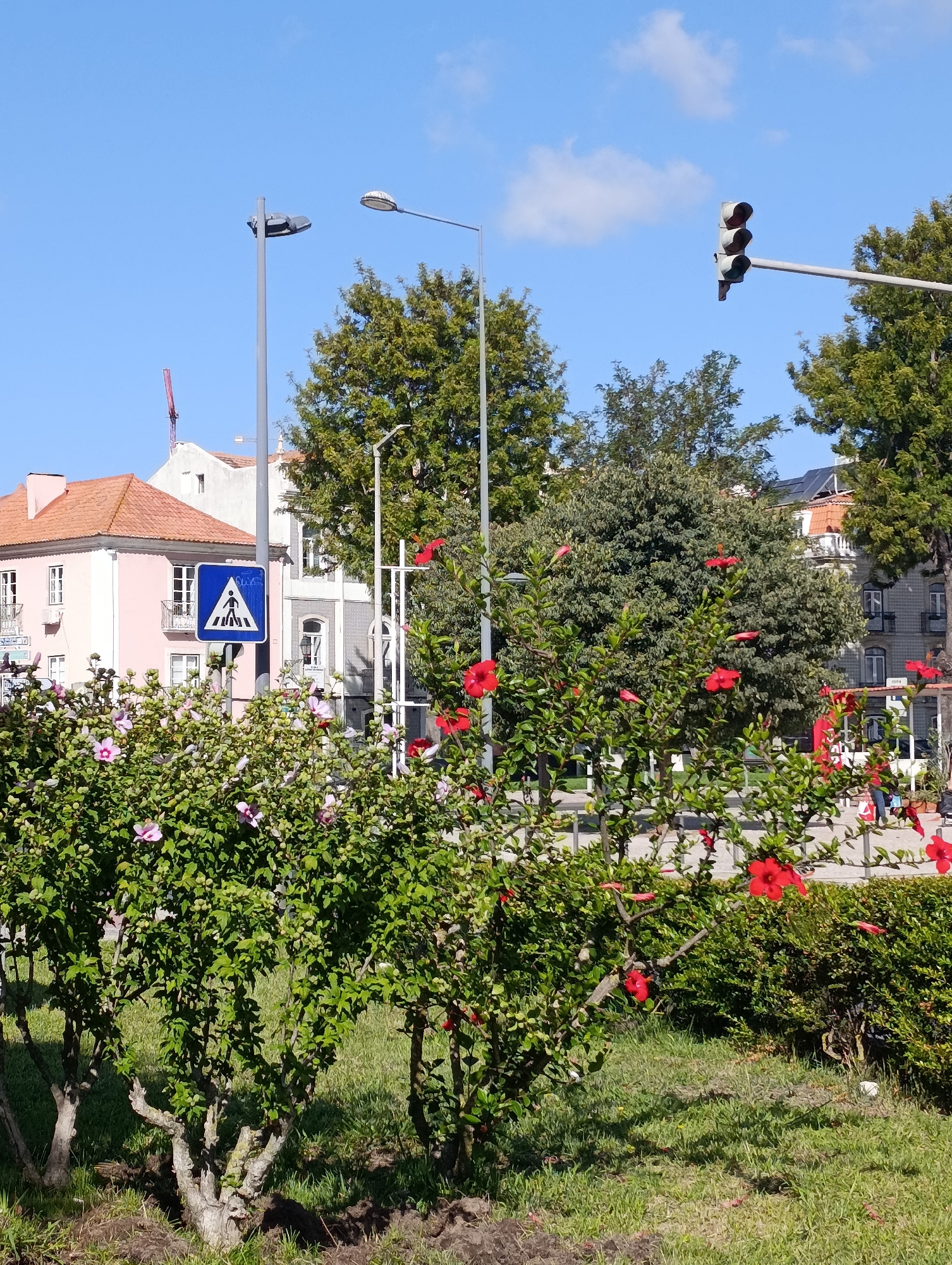 The image shows a street scene in Setúbal, Portugal, on a clear day. In the foreground, there are several bushes with green leaves and red and pink flowers. Behind the bushes, there is a sidewalk and a street. A pedestrian crossing sign is visible on the left side of the image. In the background, there are buildings and trees. Traffic lights are visible in the upper right corner of the image. There are a few people visible in the background walking on the sidewalk. A construction crane is visible behind one of the buildings. The sky is blue with a few white clouds.