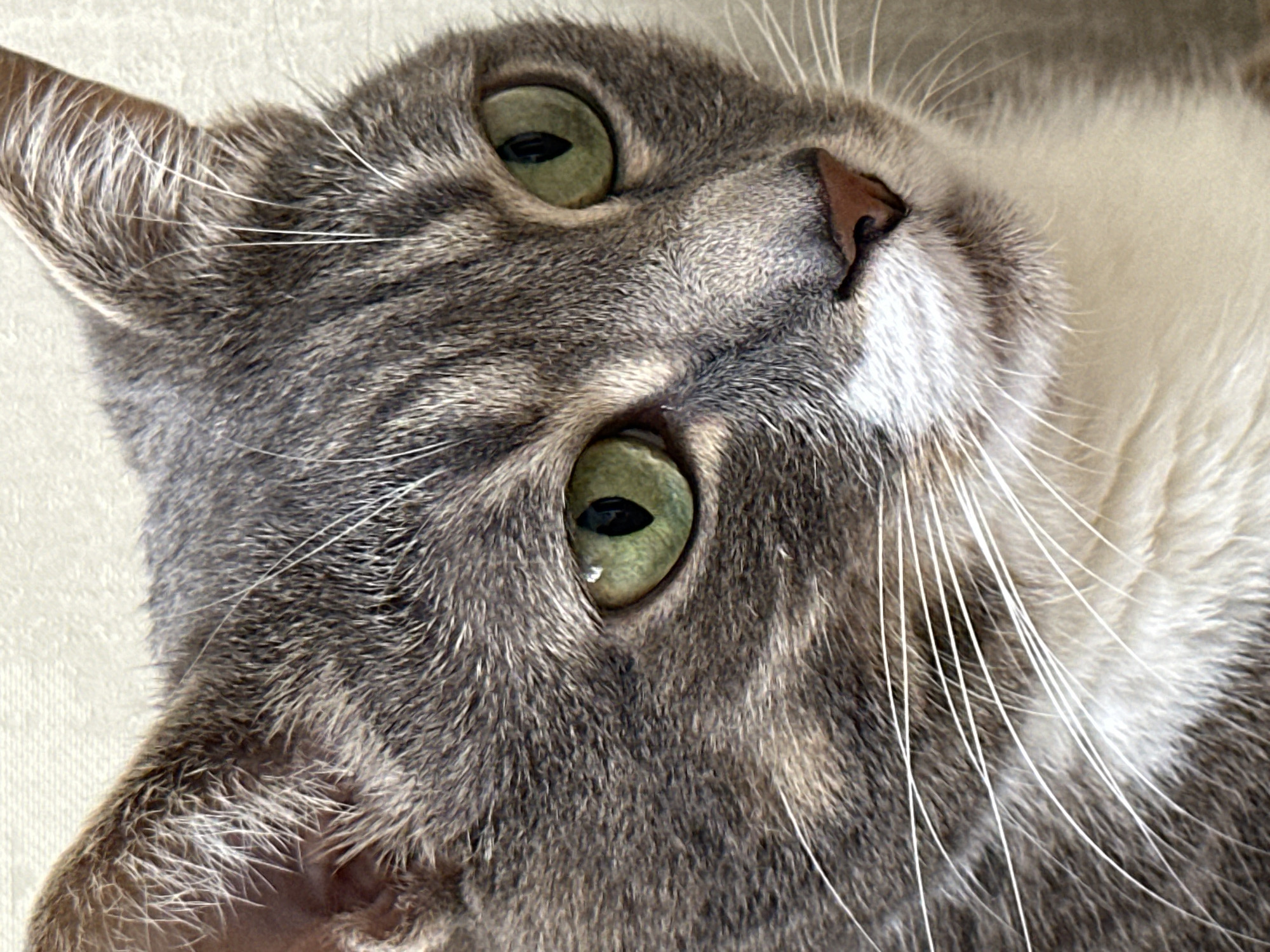 This is a close-up, upside-down portrait of a gray tabby cat's face. The cat has large, green eyes with dark, slit pupils. Its nose is pink and triangular, and white whiskers fan out from its muzzle. The fur is a mix of gray and white, with tabby markings visible on its face and ear. The cat's gaze is directed upwards and slightly to the left, giving it an inquisitive or perhaps surprised expression. The background is a soft, textured surface, possibly a blanket or a wall, with a neutral beige color. The lighting appears to be natural, casting soft shadows and highlighting the texture of the fur. There is no visible text in the image. The image is a still photograph, capturing a moment in time.
