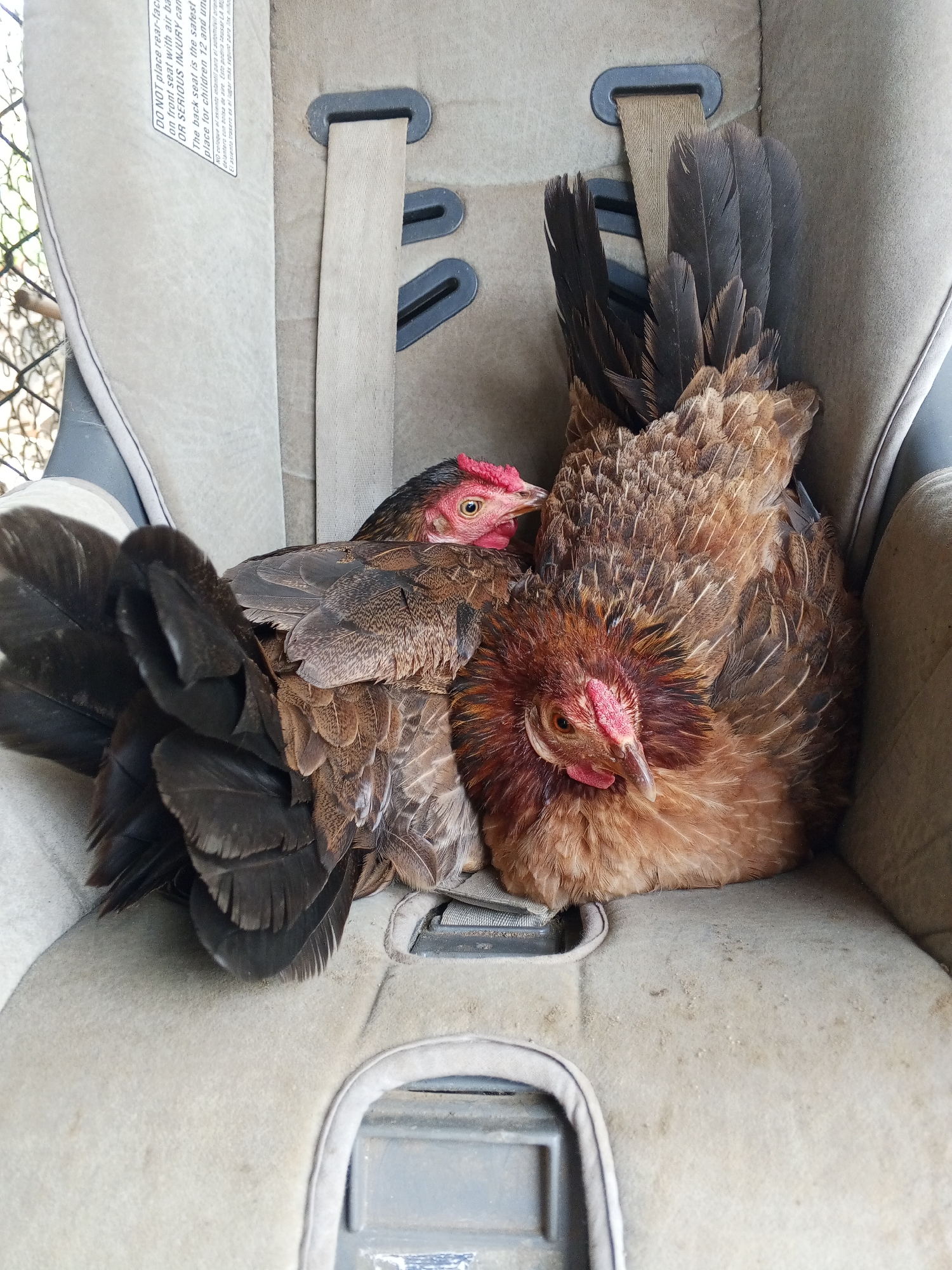 Two chickens are sitting in a car seat. The chickens are brown and red, with black and brown feathers. The car seat is gray and fabric. The chickens appear to be comfortable and relaxed in the seat. The background of the image is blurred, but it appears to be outdoors, with some greenery and a fence visible.