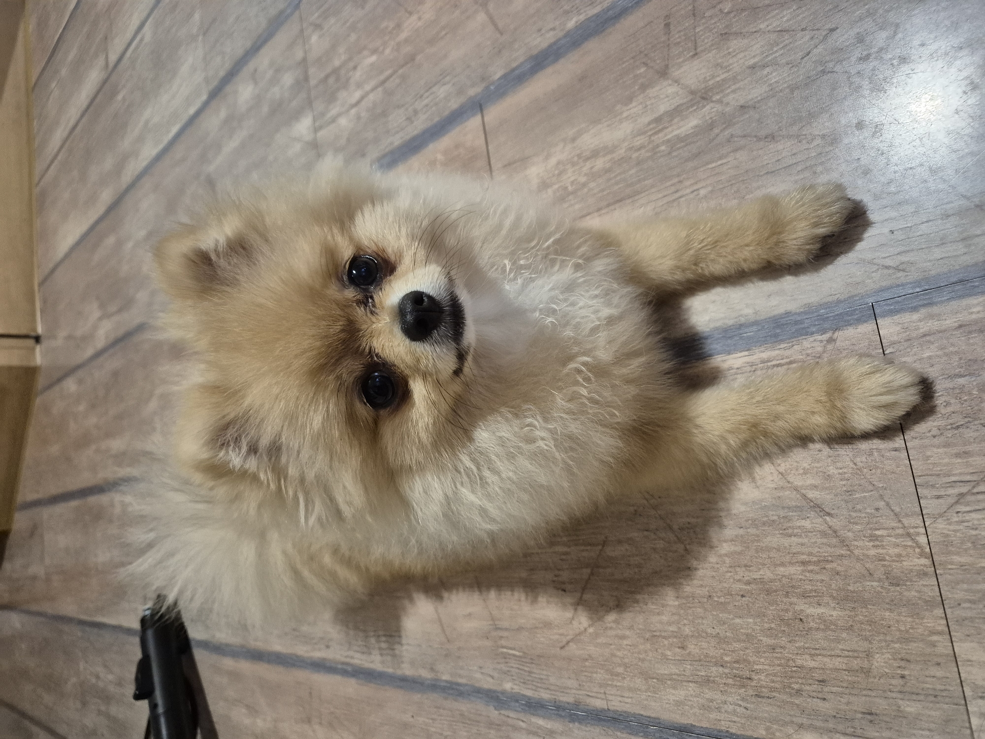 A tan Pomeranian dog is lying on a wooden floor. The dog is looking directly at the camera with its head slightly tilted. Its fur is fluffy and light tan in color. The dog's eyes are dark and round, and its nose is black. The wooden floor has a plank pattern and appears to be a light brown color with some gray undertones. In the upper left corner of the image, a black object, possibly a grooming tool, is partially visible. The lighting in the image is dim, casting a shadow of the dog on the floor. The scene appears to be indoors, likely in a residential setting. There is no indication of the city of Burgas, Bulgaria in this image.