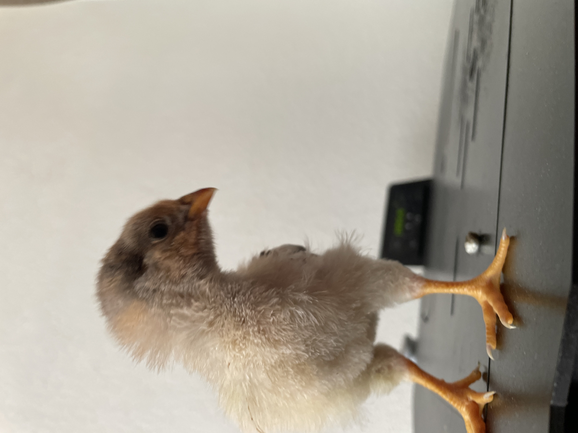 A chick stands on a black, solid surface. Its head is brown with a black eye, and its body is covered in white and brown downy feathers. It has orange legs and feet with visible claws. The background is a plain white wall. Part of a black electronic device is visible to the right of the chick. This image does not provide sufficient information to place it within the city of Zlatograd, Bulgaria.