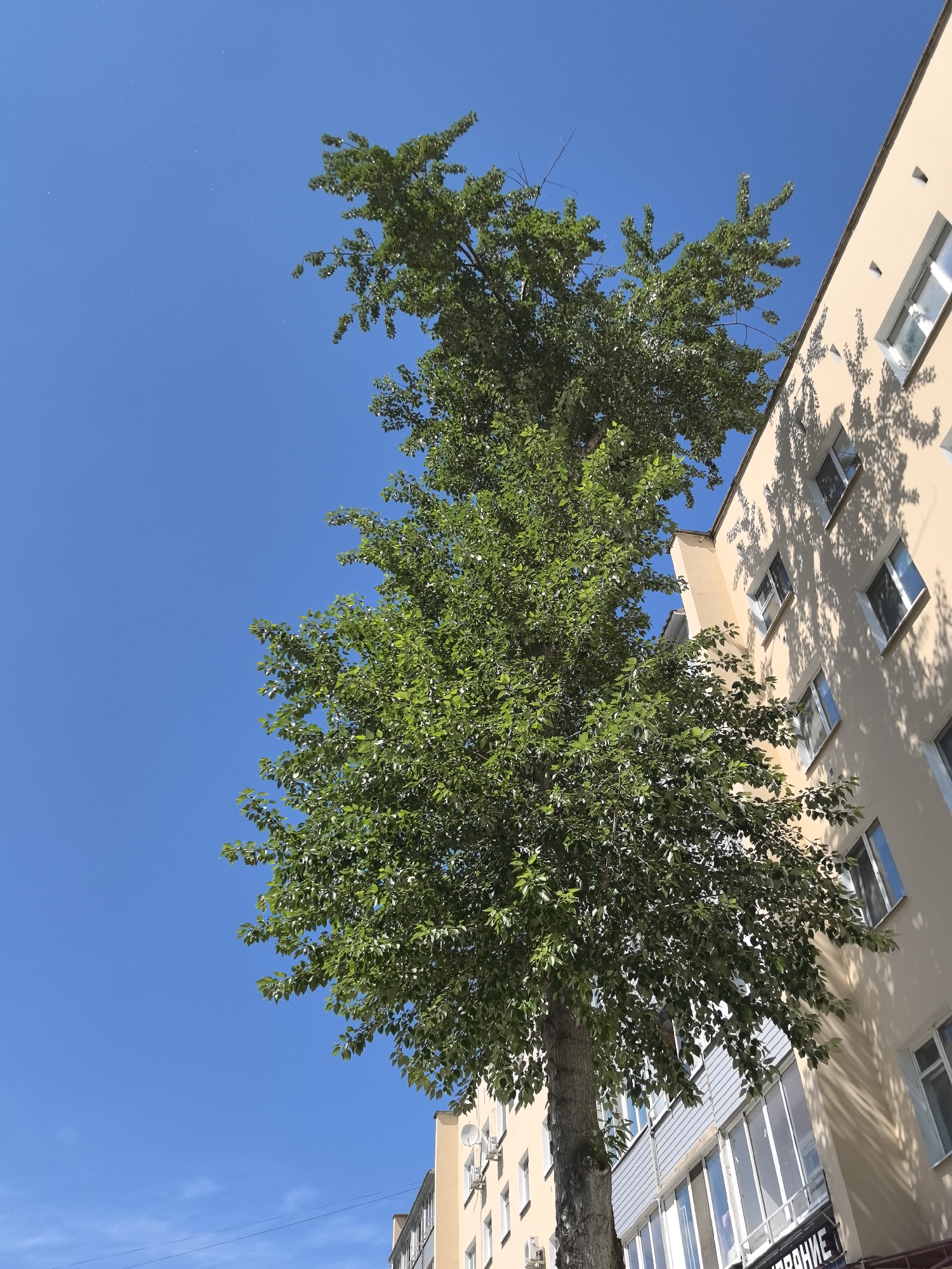 The image shows a tree in front of a building in Perm, Russia. The tree is green and full of leaves. The building is light beige with several windows and a sign in Cyrillic lettering on the lower portion of the facade. The sky is clear and blue. The angle of the shot is looking up, emphasizing the tree's height relative to the building. The shadows cast by the tree are visible on the building's wall. The tree's trunk is light grey in color, with a bark texture.