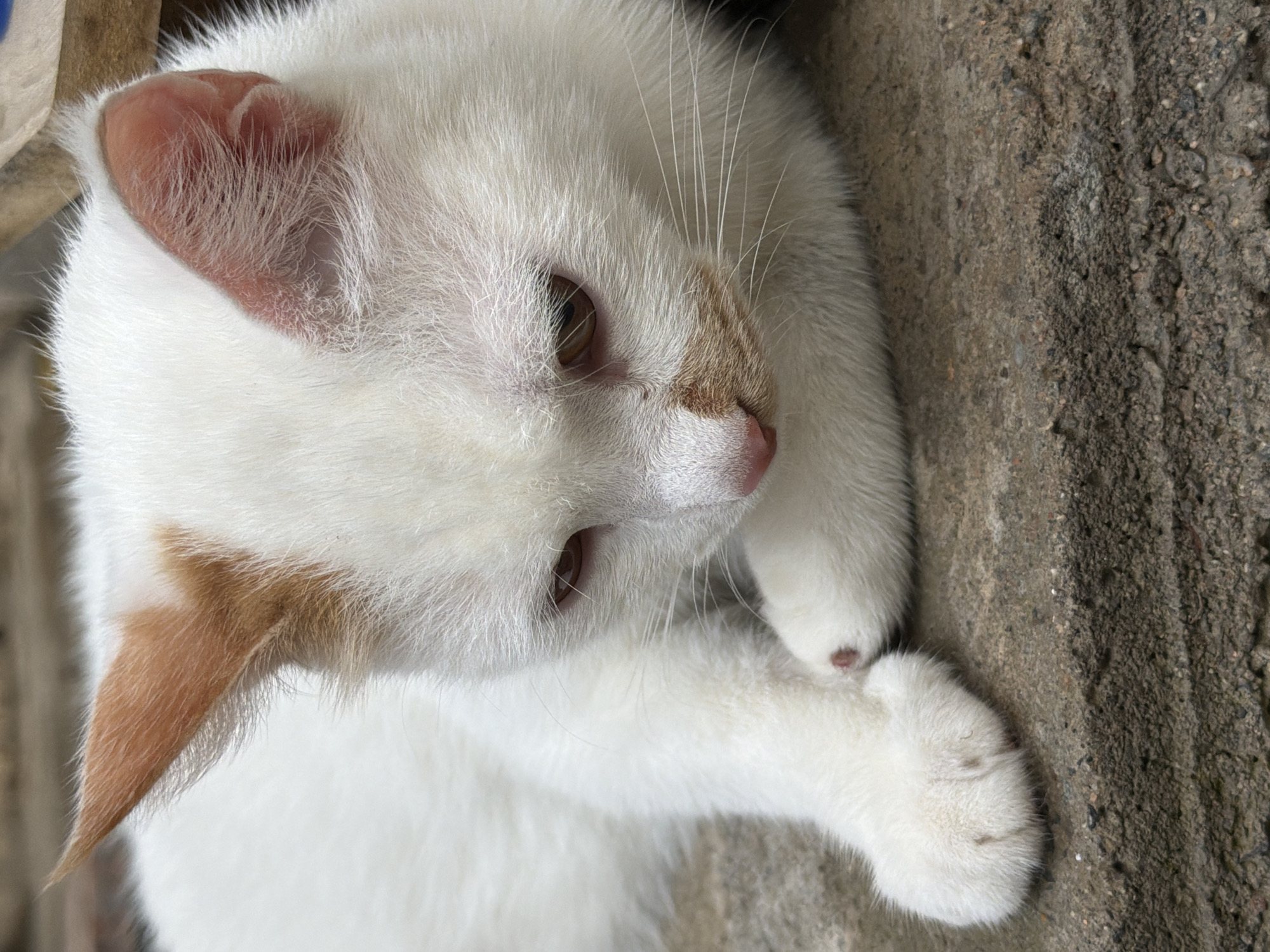 An outdoor, close-up shot shows a white cat with orange markings on its ears and face. The cat is lying down on a rough, textured surface, possibly concrete or stone. The cat's eyes are partially closed, and it appears to be looking down. Its left paw is resting in front of its chest, with visible dark paw pads and some lighter hairs. The cat's right ear is visible and has orange fur. The background is blurred, with hints of brown and grey. The lighting suggests it is daytime. There are no people or any other animals visible in the image. The environment appears to be an outdoor setting within a city, possibly Tashkent, Uzbekistan, based on the provided context.