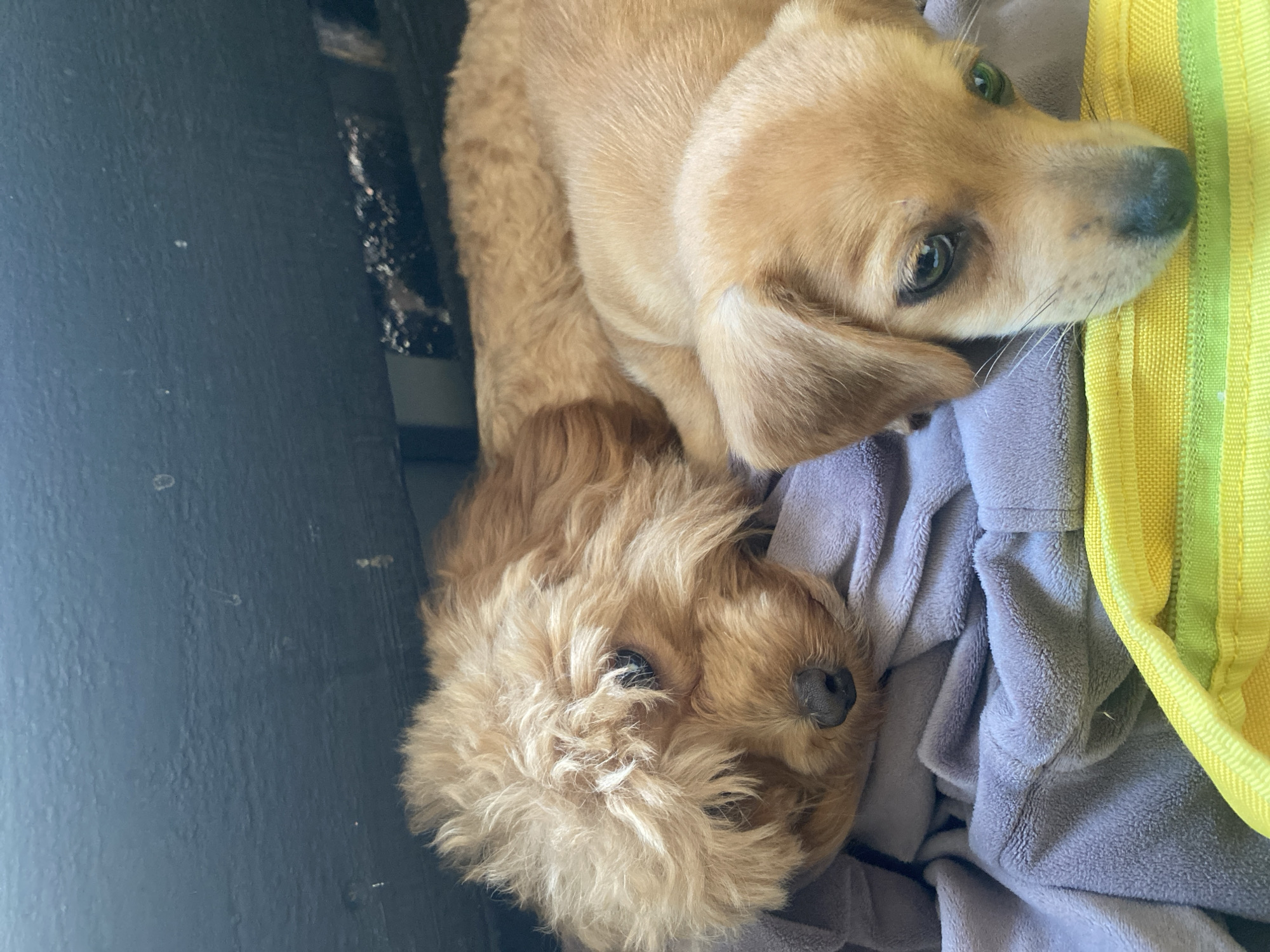 Two puppies, one appearing to be a toy poodle mix and the other a dachshund mix, are lying on a soft, lavender blanket. The poodle mix, on the left, is facing left with its head resting on the blanket, while the dachshund mix, on the right, is facing forward, looking directly at the camera. The puppies are bathed in natural light. The background consists of a dark, textured surface, possibly a wooden structure. In the foreground, a yellow and green striped object, possibly a bag or cushion, is visible. The image was captured in Dnipro, Ukraine.