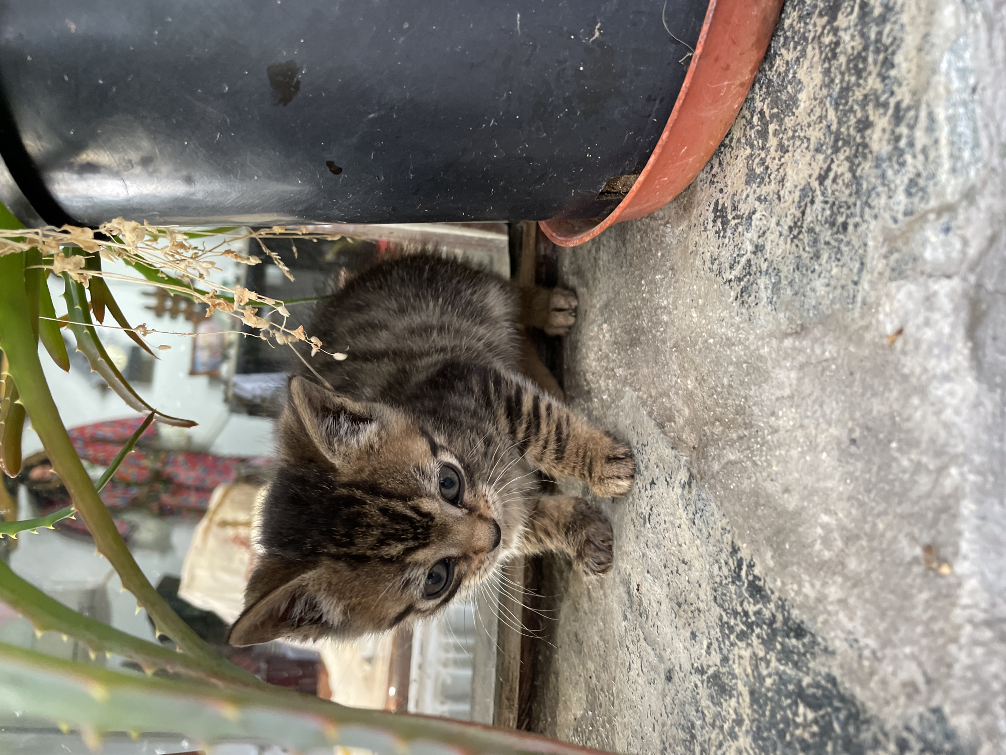 A close-up, canted, medium-shot photograph shows a tabby kitten nestled beside a large, dark plant pot on a concrete surface. The kitten has dark stripes on its head and body, and light-colored whiskers. Its blue eyes are wide open, looking upwards. A green succulent plant is in the lower left corner. In the background, blurred and partially obscured by the plants, is an interior scene suggesting a domestic environment, with a rug and other objects visible through a window. The location appears to be Zlatograd, Bulgaria.