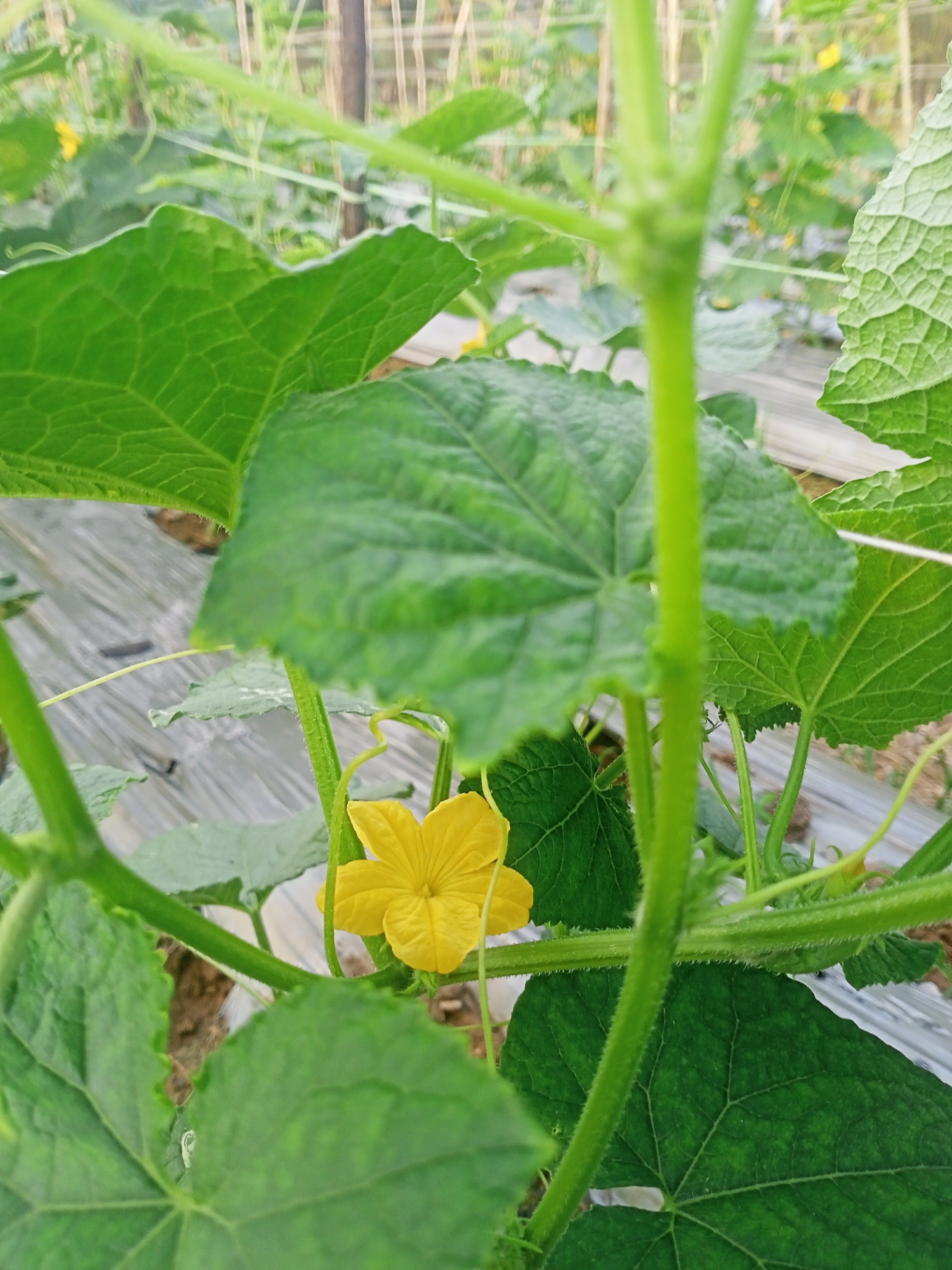 The image shows a close-up view of a cucumber plant in a garden in Teupinjok, Indonesia. The plant has large green leaves with prominent veins and a serrated edge. A bright yellow flower is visible among the leaves and stems. The stems are green and fuzzy. The plants are growing on a bed covered with plastic sheeting. Bamboo poles are visible in the background, likely for supporting the plants.