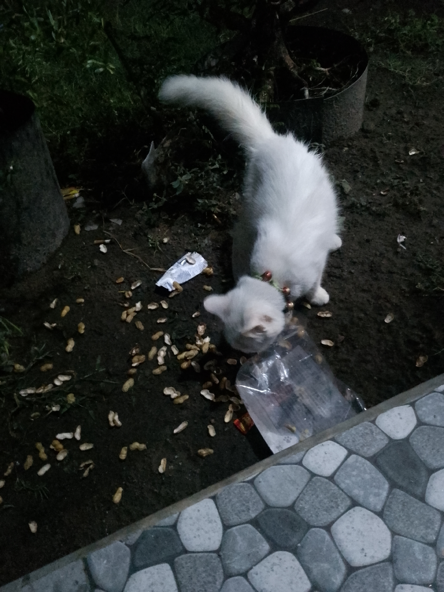 In Kauman, Indonesia, a fluffy white cat is seen foraging for food scattered on the dark ground. The cat, wearing a collar with small red and gold bells, is positioned in the center of the frame, its head lowered to investigate the food. Scattered around the cat are numerous peanut shells, suggesting the food source. To the right of the cat, a clear plastic bag is partially visible, also containing some food items. In the background, to the left, a dark, cylindrical object, possibly a trash can, stands partially obscured by shadows and grass. To the right of the cat, a large, dark pot containing a plant or tree is visible. The foreground of the image is bordered by a pathway made of grey and white hexagonal paving stones. The overall scene is dimly lit, suggesting it is nighttime or dusk.