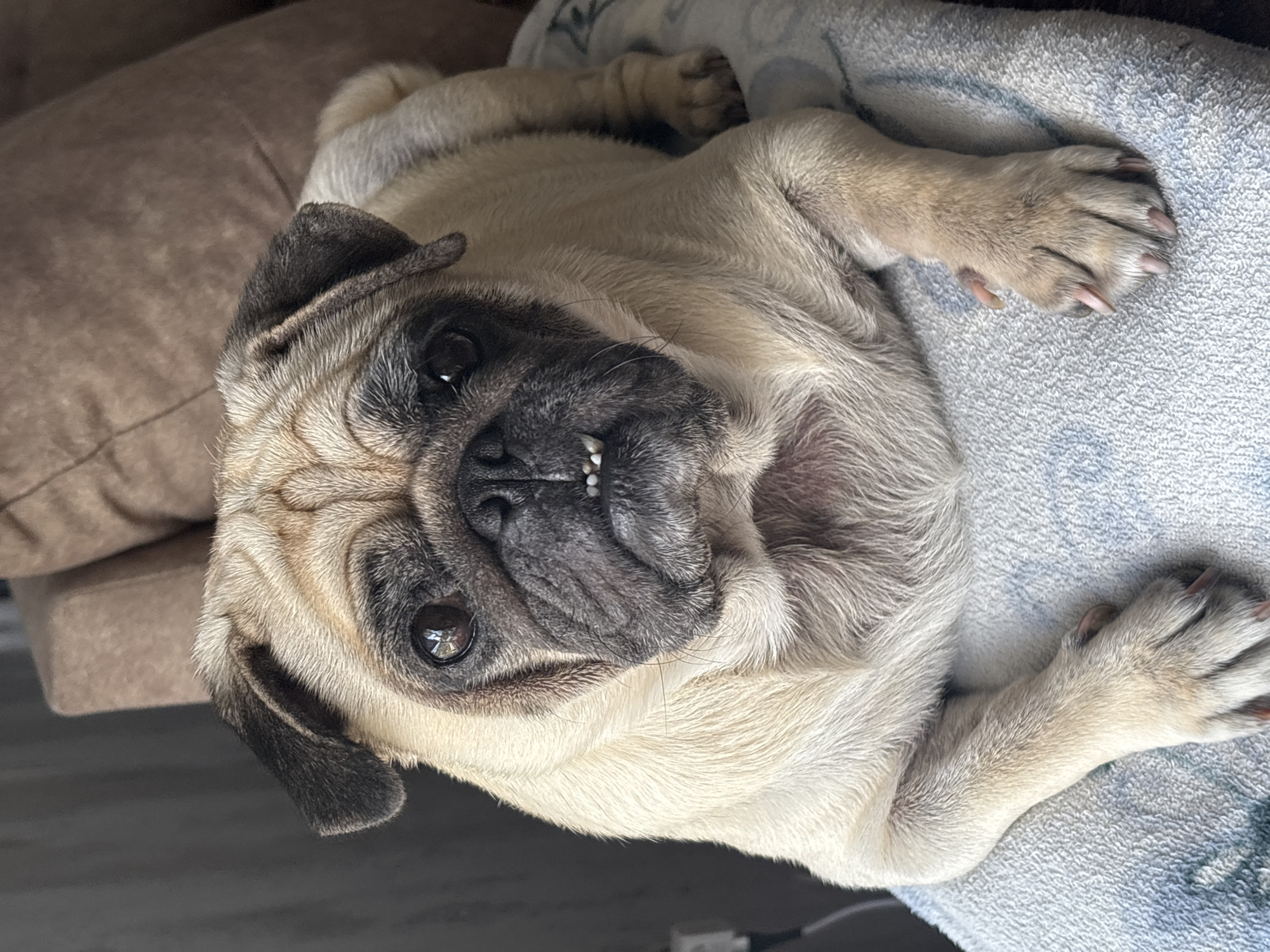 A pug dog is lying on a light blue patterned blanket. The pug is facing the camera and has a light tan coat with black markings on its face and ears. Its mouth is slightly open, revealing two prominent front teeth. The dog's eyes are dark brown and appear reflective. The background is blurred, showing a dark gray wall on the left and a brown upholstered surface on the right. The image appears to be taken indoors, with natural light illuminating the dog. There are no people or other animals visible in the image. The scene is a close-up portrait of the pug.