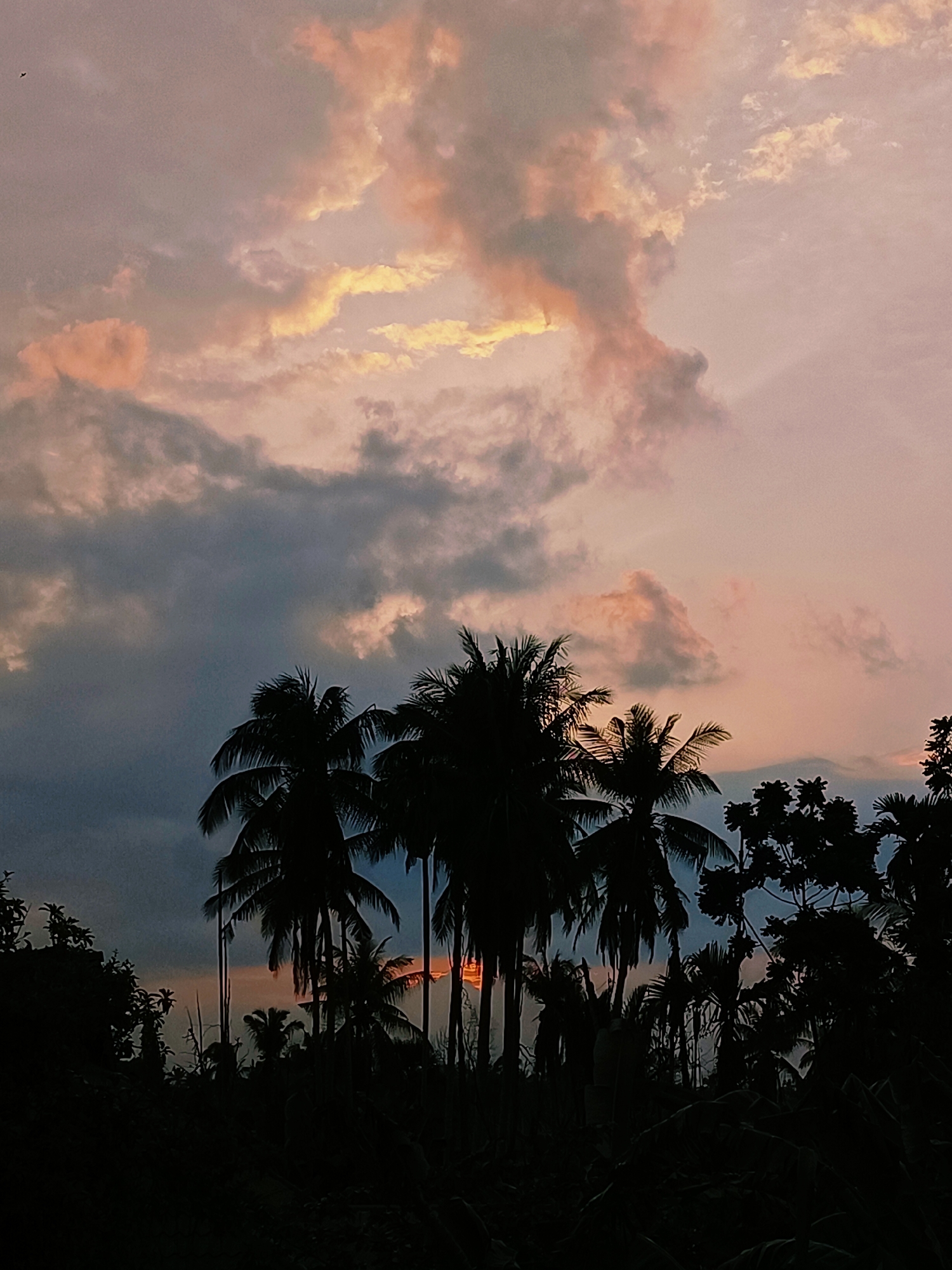 A photograph captures a silhouetted tropical landscape against a dusky sky at sunset in Blang Cut, Indonesia. In the foreground, the dark shapes of palm trees and other foliage create a dense, shadowy mass, with taller palm trees dominating the center and right portions of the frame. Their fronds are clearly defined against the lighter sky. In the distance, hints of a warm orange glow suggest the setting sun, peeking through gaps in the clouds and trees. The sky itself is a gradient of soft pinks, oranges, and grays, with scattered clouds catching the fading light. A small, dark shape resembling a bird is visible in the upper left quadrant of the sky. The overall mood is serene and atmospheric.