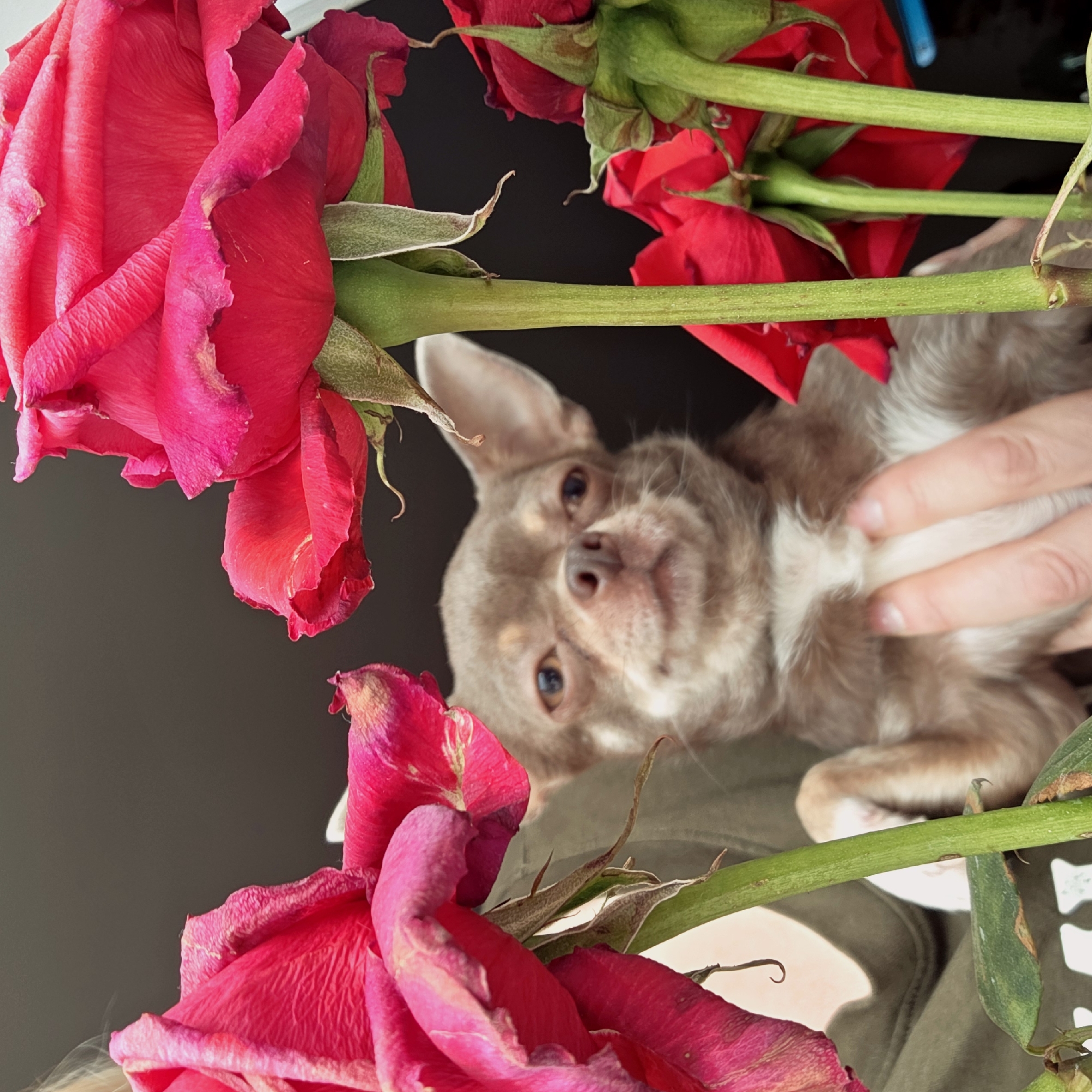 This image captures a tender moment featuring a small, light brown and white dog, likely a Chihuahua, framed by several vibrant red roses. The dog is positioned centrally, looking directly up at the camera with soft, dark eyes and a dark nose. Its fur is a mix of light brown/tan on its back and head, with white fur on its chest and paws.
A person's hands are visible, gently holding or petting the dog's chest and belly area, indicating affection and care. The person appears to be wearing olive-green or khaki-colored clothing, partially seen under the dog and roses.
The red roses are arranged around the dog, with their large, full blooms dominating parts of the frame. Some of the roses exhibit slight signs of wilting or aging, with crinkled or dried edges on their petals, while others appear fresher. Green stems and some small leaves from the roses are also visible, providing a natural contrast to the dark background, which is otherwise unidentifiable. The image's unique orientation, rotated almost diagonally, adds an artistic touch to the composition. The lighting is soft and even, highlighting the textures of the dog's fur and the delicate petals of the roses. There is no visible text in the image.