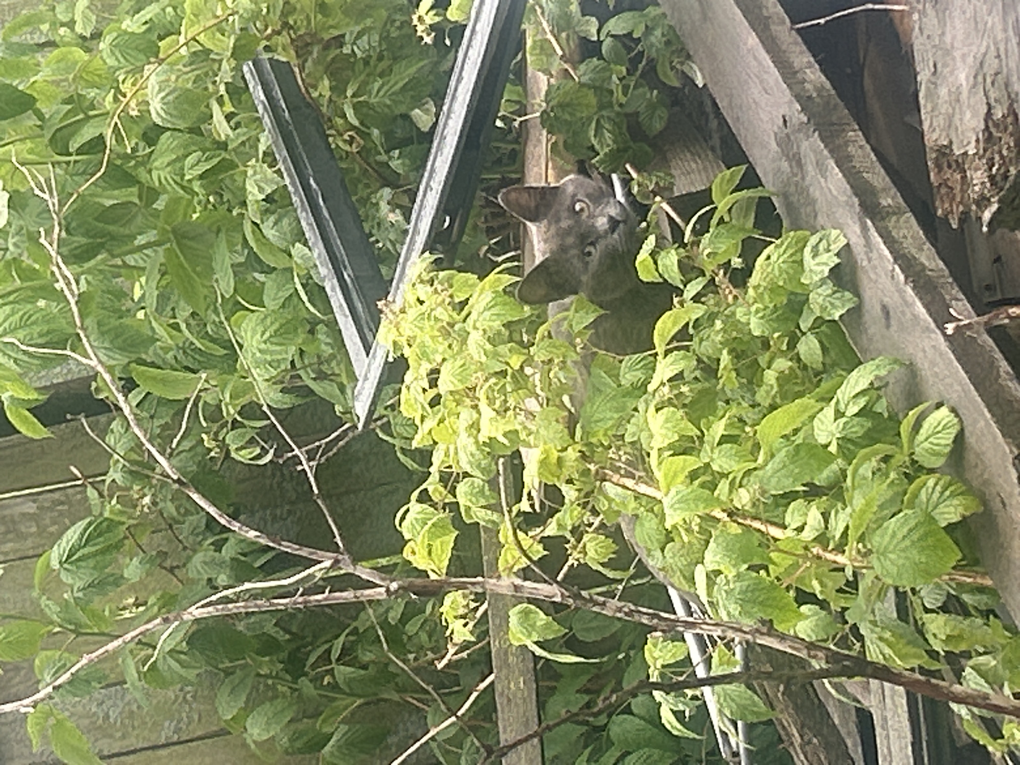 A grey cat is peeking out from behind dense green foliage, possibly raspberry bushes. The cat's face, with its alert eyes and pointed ears, is the main subject. The background consists of weathered wooden planks and a vertical wooden fence, suggesting an outdoor, possibly rustic setting in the village of Ignatovo, Russia. There are no people visible in the image, and the cat appears to be the sole living creature. The overall impression is one of a hidden animal observing its surroundings.