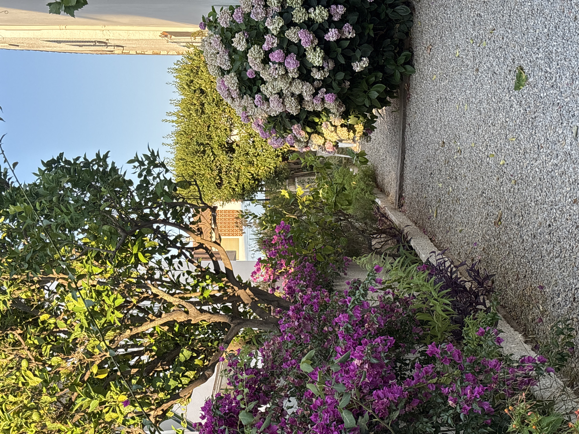 The image depicts a sunlit garden path in Calella De Palafrugell, Spain. The path is covered in small, grey gravel and flanked by lush vegetation. On the left, a tree with green leaves and some small green fruits is visible, with a dense growth of bright purple bougainvillea cascading down. Behind the bougainvillea, a wall and some building structures are partially visible. To the right, a large, rounded shrub with clusters of pink and white flowers dominates the scene. Further back, a hedge of vibrant green foliage forms a backdrop. The clear blue sky suggests a pleasant day. The scene is tranquil and appears to be a private garden or a quiet walkway. There are no people or animals present in the image.