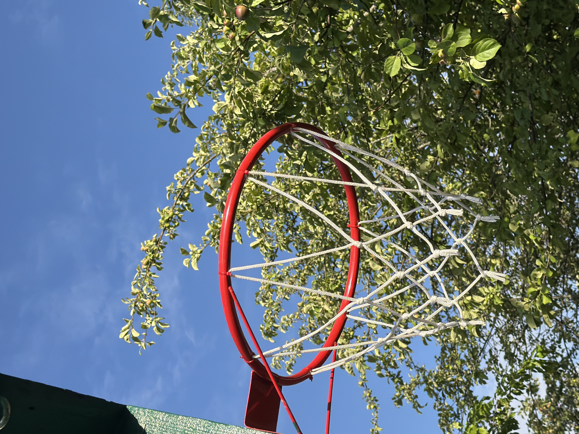 The image shows a low-angle view of a red basketball hoop with a white net, set against a bright blue sky. Lush green tree branches with leaves and some small fruits hang down around the hoop, obscuring parts of the sky and the top of the hoop. The sunlight suggests it is daytime, likely mid-day, with clear weather. The scene is set outdoors, possibly in a park or a backyard, given the presence of a basketball hoop and mature trees. The perspective makes the hoop appear prominent, with the sky and foliage serving as a backdrop. There are no people visible in the image, and no text is present. The overall mood is serene and natural, with the vibrant red of the hoop contrasting with the greens of the trees and the blue of the sky. The hints provided confirm that the basketball hoop is the main object of interest, positioned centrally within the frame, and that the surrounding foliage is from a deciduous tree, possibly an apple tree given the presence of small fruits. The sky is clear with faint wisps of clouds. The location context of Petukhi, Russia, is noted but not visually discernible from the image itself.