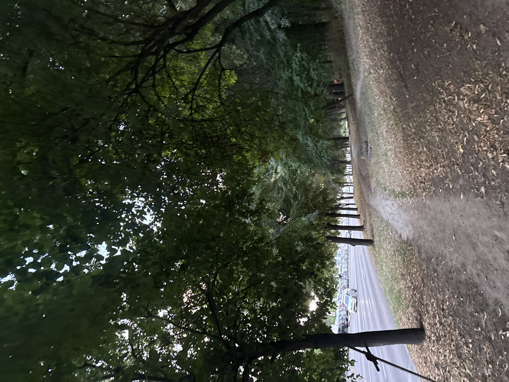 This image depicts a tree-lined path alongside a busy road in Chișinău, Moldova. The path is unpaved, covered with fallen leaves, and appears to be a pedestrian walkway. On the left side of the path, a road with multiple lanes of traffic is visible, with cars parked on the other side. The trees lining the path create a canopy of green leaves, dappling the sunlight on the ground. The overall scene suggests a park or a green space within the city, offering a natural retreat from the urban environment.