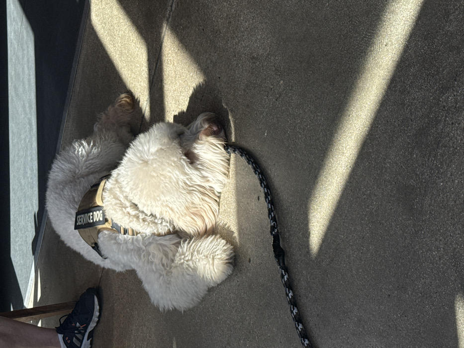 An individual service dog is observed lying prone on a light grey concrete surface in an outdoor patio or sidewalk area in Dania Beach, United States of America. The animal, exhibiting white to cream-colored curly fur, wears a tan harness with the black text "SERVICE DOG" clearly visible on a patch across its back. Its head is resting on the ground, and its eyes appear closed or downcast, suggesting a state of rest or sleep. A black, white, and grey braided leash extends from the dog, lying across the concrete towards the bottom of the frame. In the upper left portion of the image, the lower leg and foot of a human are visible, clad in a dark athletic shoe with white soles, positioned near a wooden table leg. The scene is illuminated by strong direct sunlight, creating distinct shadows and bright diagonal streaks across the concrete surface. The background transitions to a darker, shaded area. No active interaction between the dog and the human is depicted.