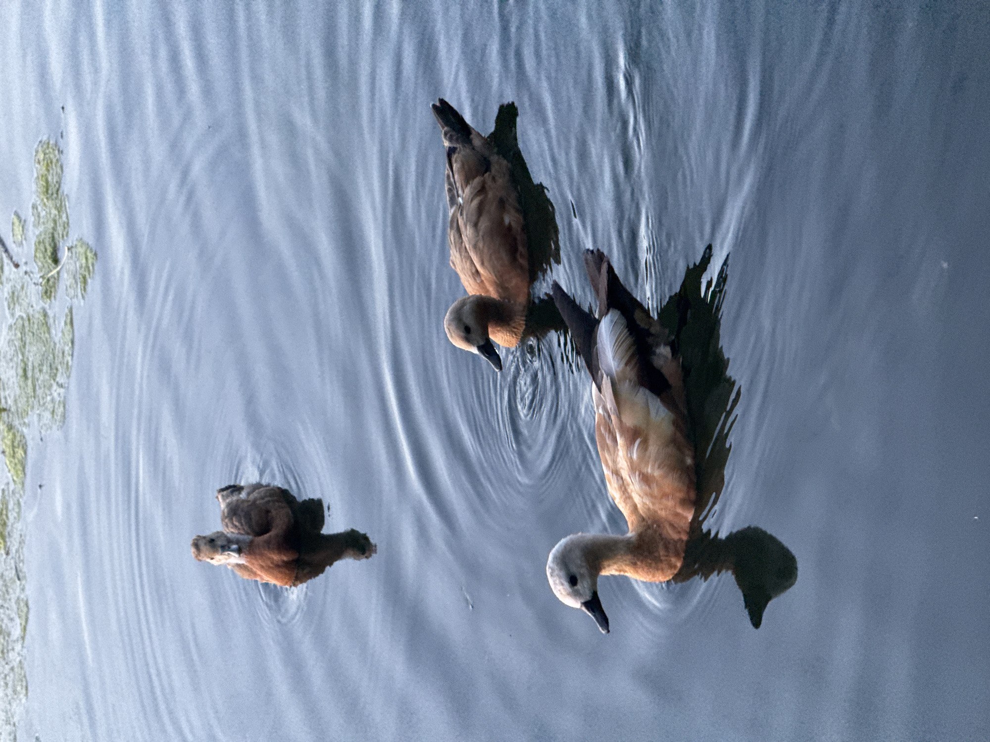 Three ruddy shelducks swim in a body of water. The ducks are reddish-brown with lighter colored heads and necks. One duck is in the foreground, facing left with its head raised. Another duck is swimming behind it, facing right. A third duck is further in the background, facing the camera. The water is dark blue and reflects the ducks. Patches of green algae float on the surface of the water in the upper left corner. The scene is peaceful and serene. This image was taken in the city of Khimki, Russia.