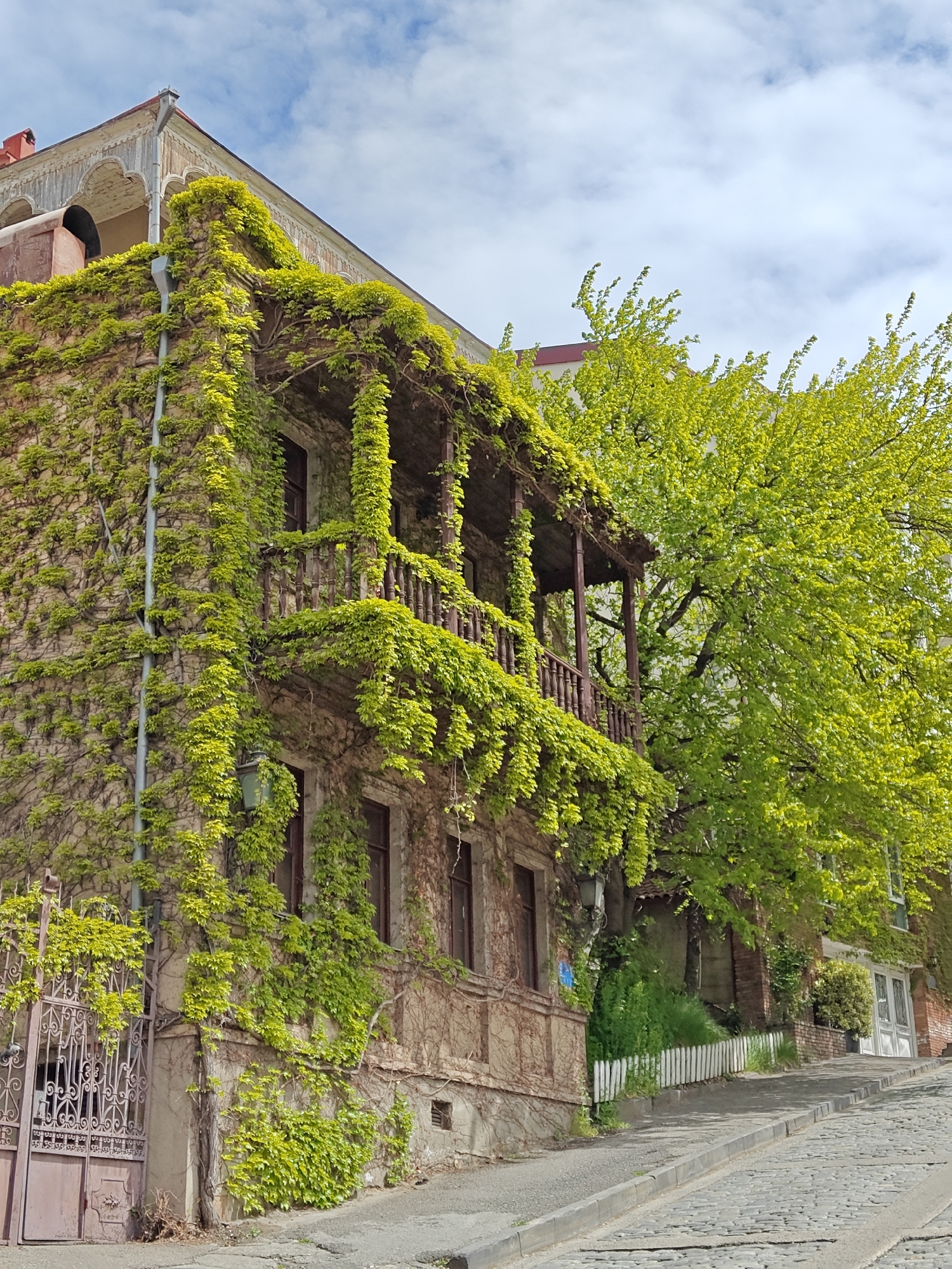 This image captures a picturesque street scene in Tbilisi, Georgia, likely during spring or early summer. The focal point is a multi-story building on the left, almost entirely covered in vibrant, light green ivy that clings densely to its facade. A prominent wooden balcony with intricate railings extends from the upper floor, also draped in the lush foliage, with dark-framed windows visible behind it. A metal gutter runs vertically down the building's side, partially obscured by the greenery. The roof features an ornate cornice and a reddish chimney stack. At the ground level on the far left, a dark, ornate metal gate is partially visible, interwoven with ivy. Below the balcony, a green wall-mounted lamp is visible.
To the right of the building, a large deciduous tree bursts with equally bright, fresh green leaves, signifying the season. The street in the foreground is paved with traditional cobblestones and slopes uphill. A narrow paved path runs along the base of the ivy-covered building, separated from the cobblestone street by a curb. The sky above is partly cloudy with visible patches of blue, indicating bright daylight conditions. In the mid-ground on the right, a white picket fence and parts of another building with a white door can be seen amidst further greenery. A small, circular blue sign with illegible white text or a symbol is affixed to the building's wall further down the street. No people are present, creating a serene and charming view of a historic urban landscape.