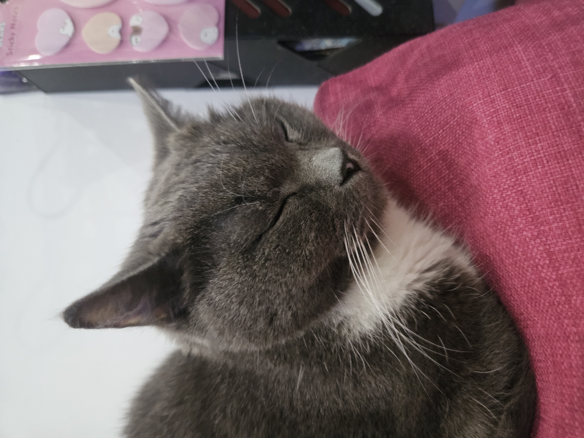 A gray and white cat is sleeping on a pink cushion. In the background, to the left, are a package of heart-shaped sticky notes. Based on location information, the scene is in Rodniki, Russia.