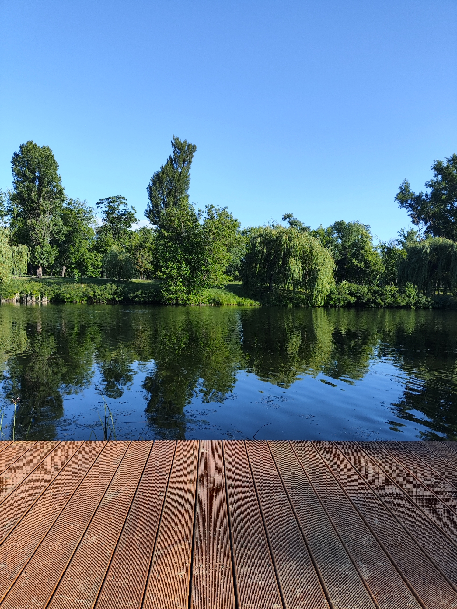 A wooden deck, constructed of parallel planks, occupies the foreground of this low-angle outdoor photograph. The deck is made of reddish-brown wood with a grooved surface texture and shows signs of wear, with some dust and debris visible between the planks. Beyond the deck, a calm body of water reflects the clear, bright blue sky and the lush green trees lining the opposite bank. The trees are a mix of varieties, including tall, slender poplars and weeping willows with their characteristic drooping branches. The overall scene depicts a serene park or waterfront area.