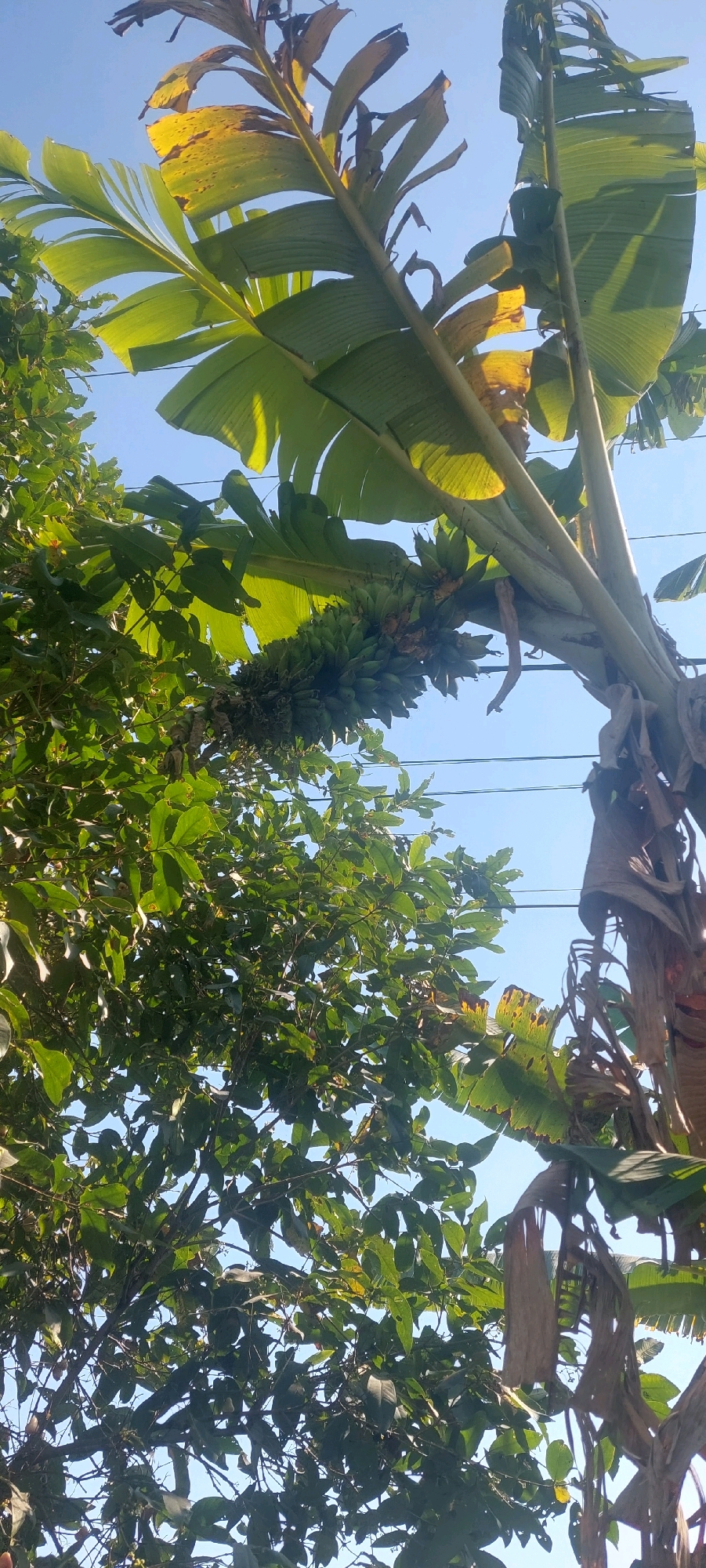 This image depicts an outdoor scene, likely in Denok, Indonesia, featuring a cluster of green bananas hanging from a banana tree. The banana tree's large, green leaves are prominent, with some showing signs of yellowing or damage. Adjacent to the banana tree is another tree with dense green foliage. The sky is clear and blue, indicating daytime. Electrical wires are visible in the background, suggesting a developed or semi-developed area. There are no people or animals visible in the frame.