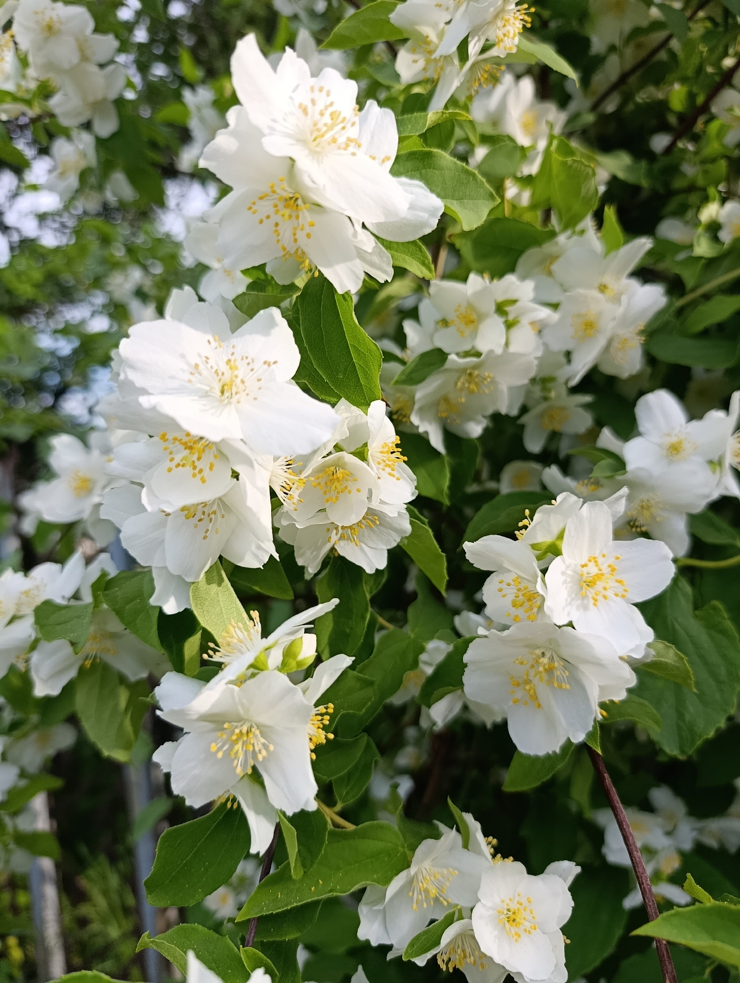 A close-up shot captures a cluster of white jasmine flowers with yellow stamens, surrounded by green leaves. The blossoms are delicate and appear to be in full bloom. The background is softly blurred, showing more greenery and hints of sunlight filtering through. The setting appears to be outdoors, likely a garden or park in Bratske, Ukraine, given the context. No people or specific actions are depicted.