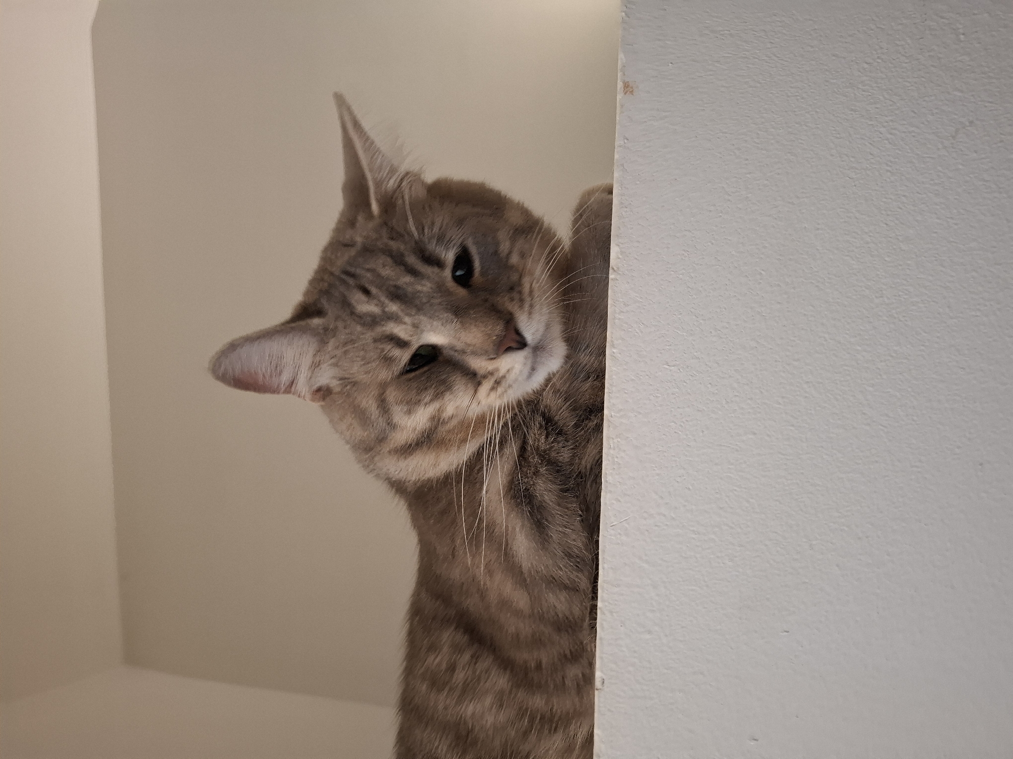 A tabby cat is lying on a ledge, looking down at the camera. The cat is facing to the right, with its head tilted slightly. Its eyes are partially closed, and its ears are perked up. The cat's fur is a mix of brown, gray, and black stripes. The background is a plain, light-colored wall. The ledge appears to be made of painted wood.