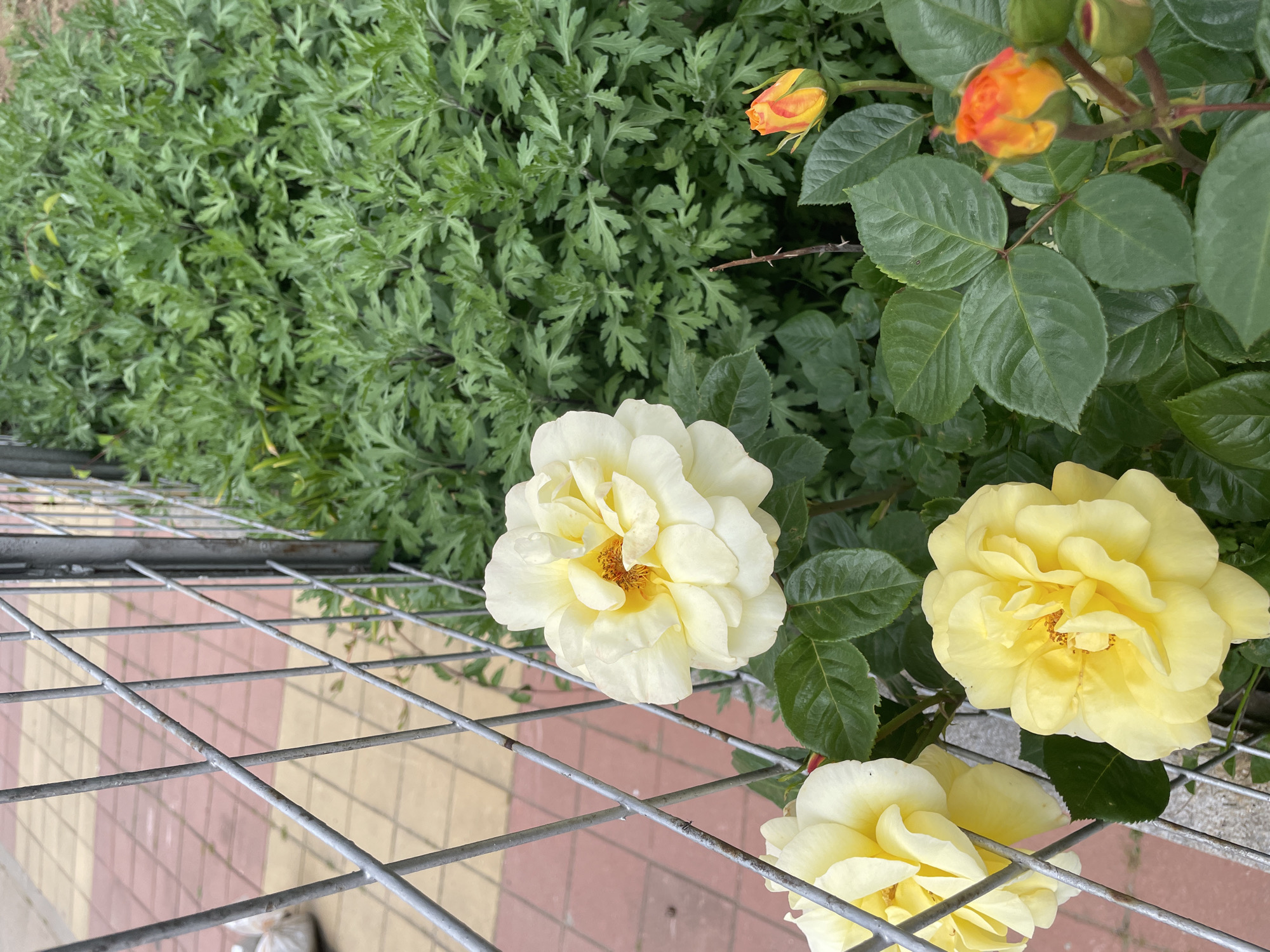 The image shows a close-up view of a garden setting, likely in Zlatograd, Bulgaria, given the prompt's context. In the foreground, a metal grid fence overlays a paved area with alternating red and yellow square tiles. Several yellow roses are in bloom, some close to the fence and others partially obscured. To the upper left, a patch of dense green foliage is visible, with distinct feathery leaves. To the upper right, there are rose buds, in orange hues, and mature rose leaves. The image is shot from a relatively high angle, focusing on the garden elements.