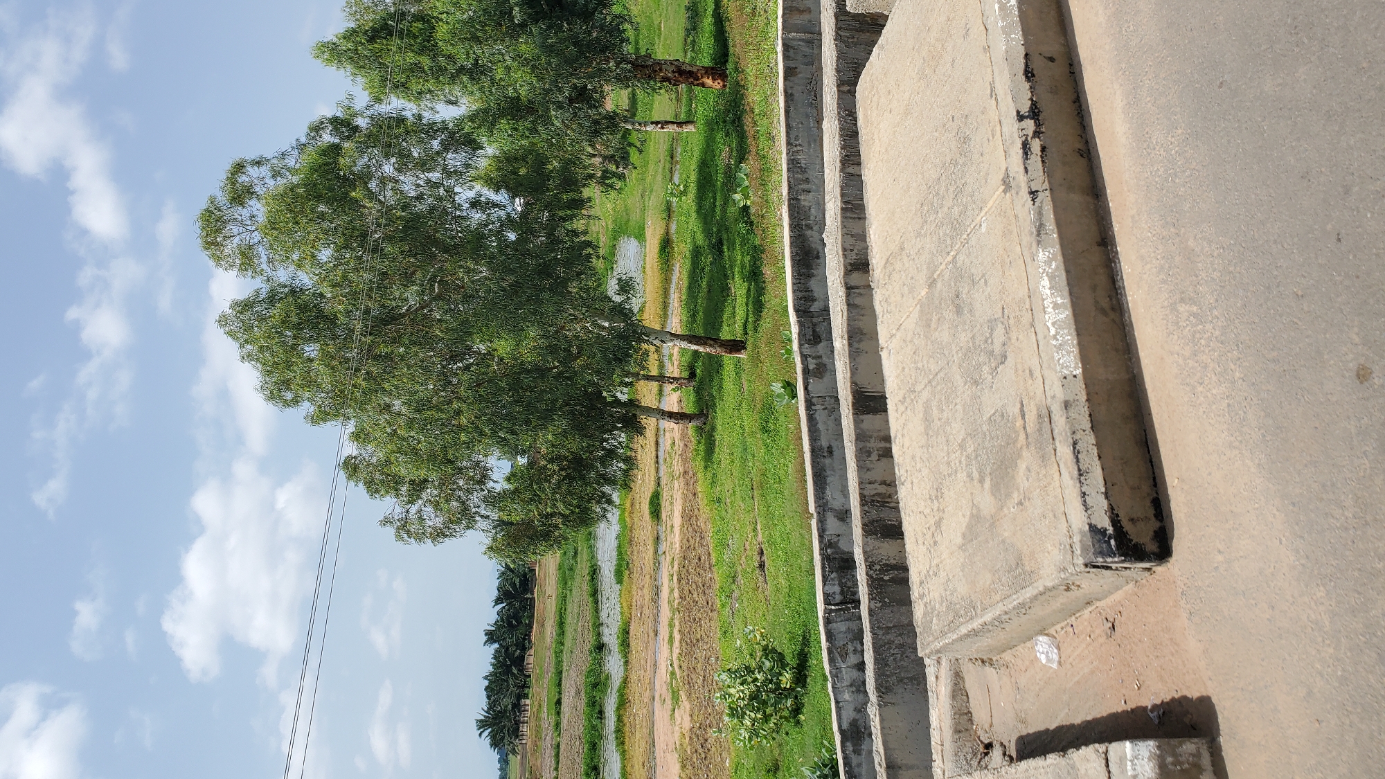 This media file depicts an outdoor scene, likely in Jalingo, Nigeria. The image is oriented vertically, with the sky and trees on the left and a concrete structure on the right. The sky is a clear blue with scattered white clouds, suggesting a daytime setting, possibly mid-morning or afternoon, with fair weather.
The main subjects include several large trees with lush green foliage. Their branches reach towards the sky, and some power lines are visible running through them. Below the trees, a grassy field stretches out, interspersed with patches of water or damp earth, giving the impression of a landscape that might be partially flooded or recently rained upon. A line of palm trees can be seen in the distance on the left side of the frame.
On the right side of the image, a concrete structure dominates the foreground. This appears to be a tiered or stepped surface, possibly part of a building, a walkway, or drainage system. The concrete is weathered, with visible stains and some debris, including a piece of white plastic.
No people or specific activities are depicted. The overall impression is one of a natural landscape adjacent to man-made infrastructure. The scene is peaceful and seems to capture a moment of ordinary outdoor existence in a tropical or subtropical environment. There is no visible text in the image.
