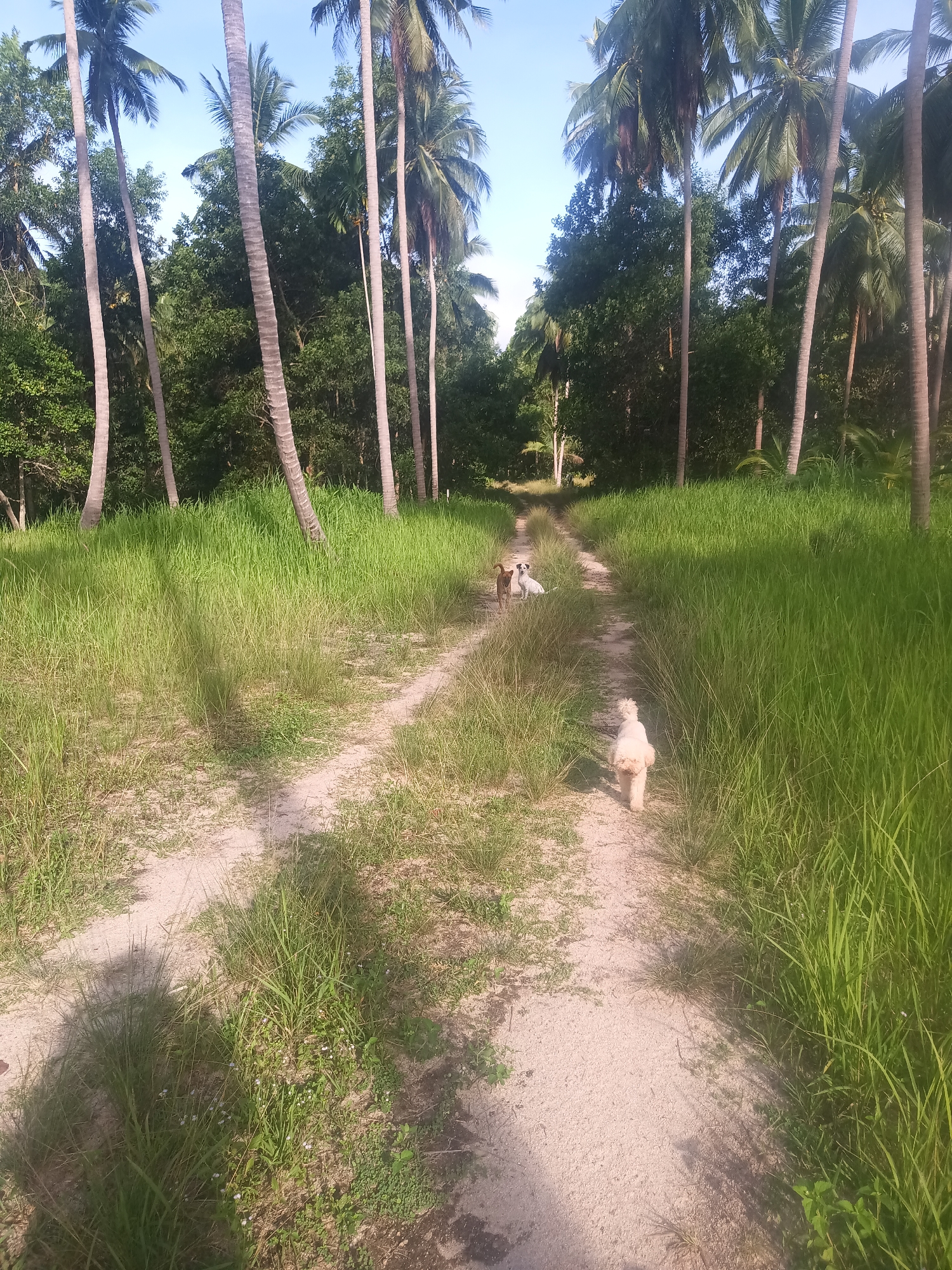 The image depicts a sandy path winding through a grassy area dotted with tall coconut palm trees. Two dogs are seen further down the path, while a third, a small white dog, is closer to the viewer, walking away. The sky is visible in the distance, suggesting an open space beyond the trees. The location is Baan Thong Nang, Thailand.
