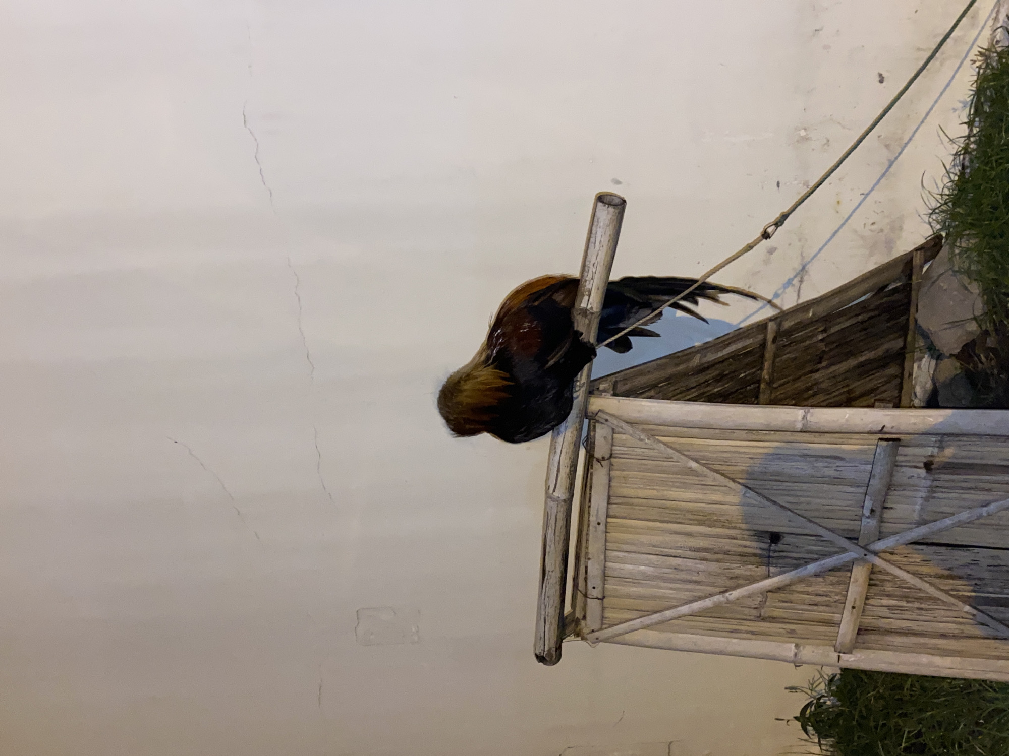 A rooster with dark body feathers and reddish-brown and golden neck and tail feathers is perched on a bamboo pole. The rooster is facing away from the camera, with its head tucked down. The bamboo pole is part of a rustic wooden structure, possibly a gate or a lean-to, made of bamboo slats. The structure is situated outdoors, with a white wall in the background that shows some cracks and discoloration. Green grass and foliage are visible at the bottom of the image. A rope is attached to the structure and extends diagonally downwards and to the right. The scene appears to be in an outdoor setting, possibly a rural or semi-urban area. This image was taken in Davao City, Philippines.