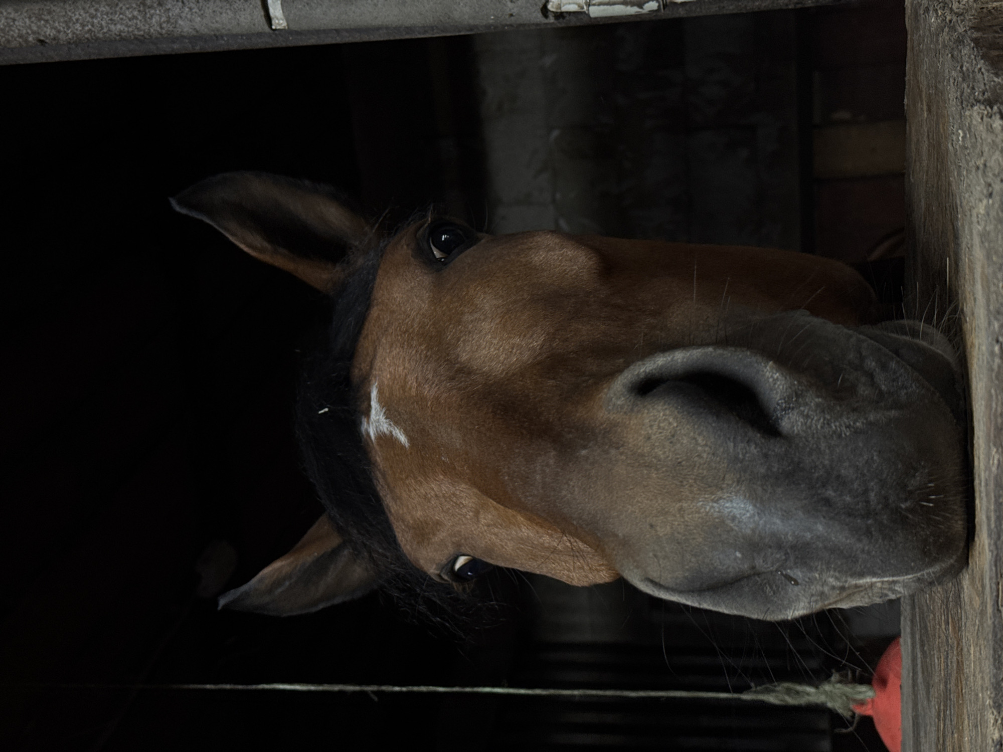 A brown horse with a black mane peers out of a dark stable. Its face is close to the camera, showing details like its large, wet nose and the whites of its eyes. The horse is partially obstructed by a wooden frame, suggesting it's leaning through an opening. The background is dark and indistinct, but hints of the stable's structure are visible. The red object and twine below the horse's nose are out of focus, indicating that the focus is on the horse's face. This photo was likely taken at a stable in Nizhny Novgorod, Russia.