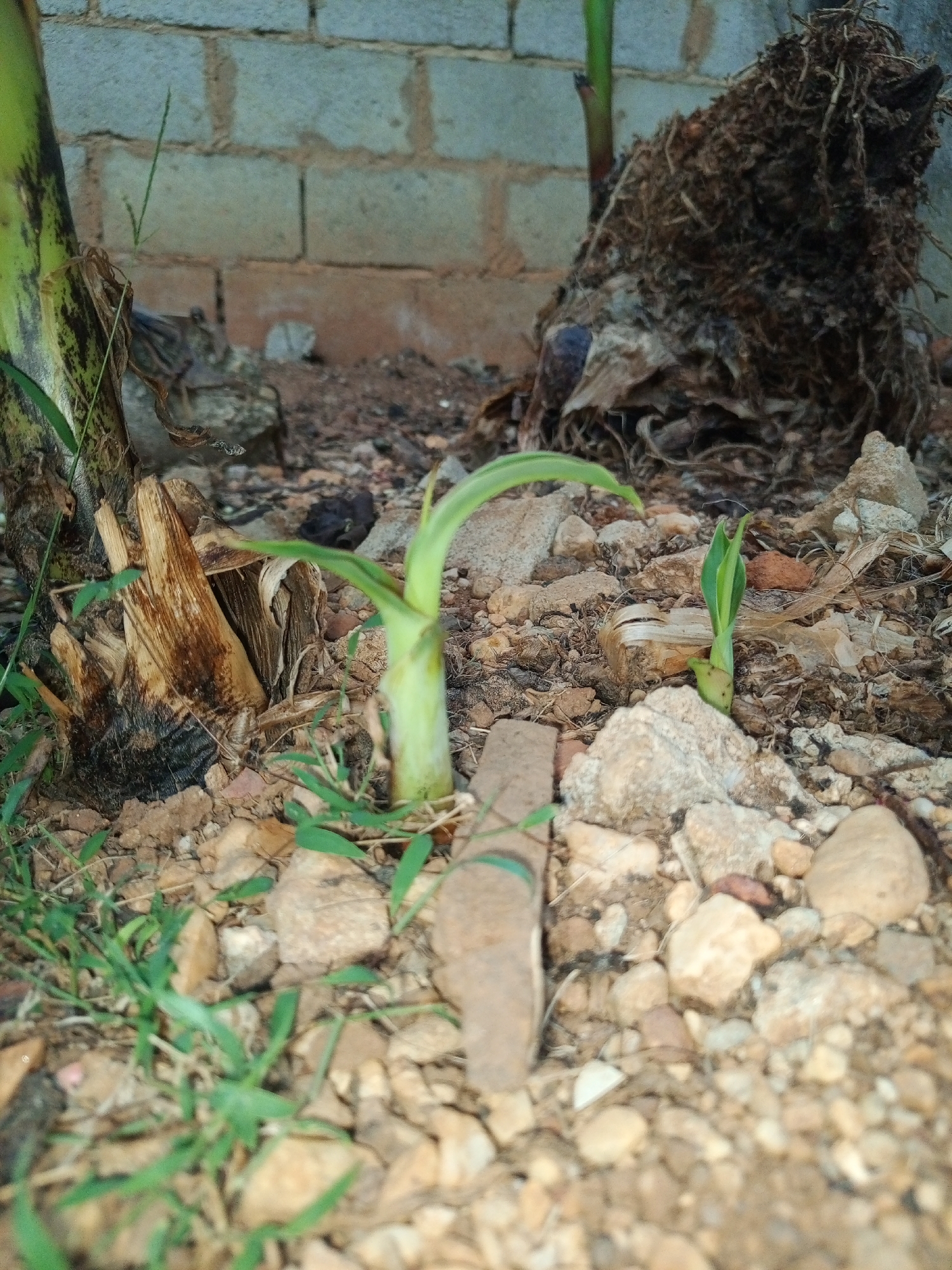 The image depicts a close-up view of a garden bed in Tinaquillo, Venezuela. A brick wall forms the backdrop. A banana plant is visible on the left, with dead, brown leaves at its base. Two smaller banana shoots are emerging from the rocky soil. The soil is littered with small rocks, pebbles, and some green grass. An exposed root mass or decaying plant matter is present on the right side of the frame.