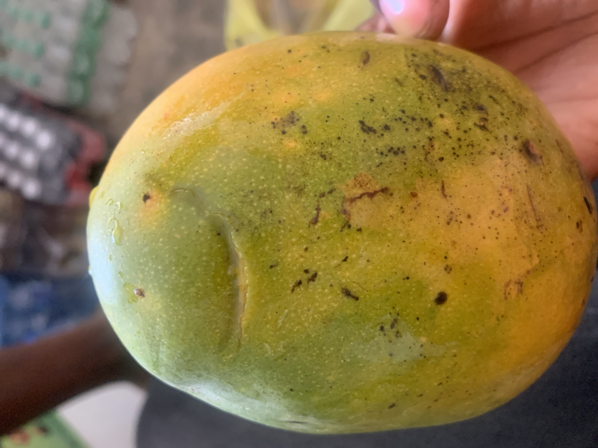 A close-up of a mango being held. The mango is mostly yellow and green with some dark spots and a blemish. The background is out of focus but shows a person holding the mango. No evidence to suggest the location is Kabong, Nigeria.