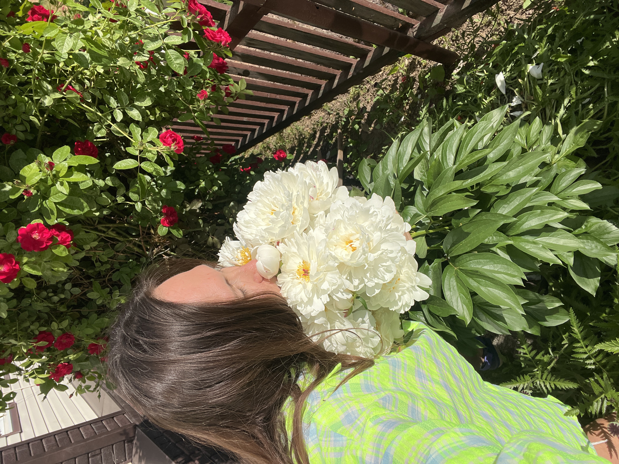 A woman is lying down with a large bouquet of white peonies in front of her face. She is wearing a bright green and blue plaid shirt. Her long, dark hair is spread out around her. To her left, a bush of vibrant red roses is in bloom, with green leaves and some buds visible. Behind the roses, there is a wooden pergola with a slatted roof, casting shadows on the ground. The ground appears to be dirt and grass, with some greenery and fallen petals. To the right of the peonies, more lush green foliage from the peony plants is visible. The scene is outdoors, suggesting a sunny day given the strong shadows and bright lighting. The overall mood appears to be one of peaceful enjoyment of nature and flowers. The image is oriented in a way that the woman's head is towards the bottom left of the frame and the flowers are in the center and top right. There is no visible text in the image.