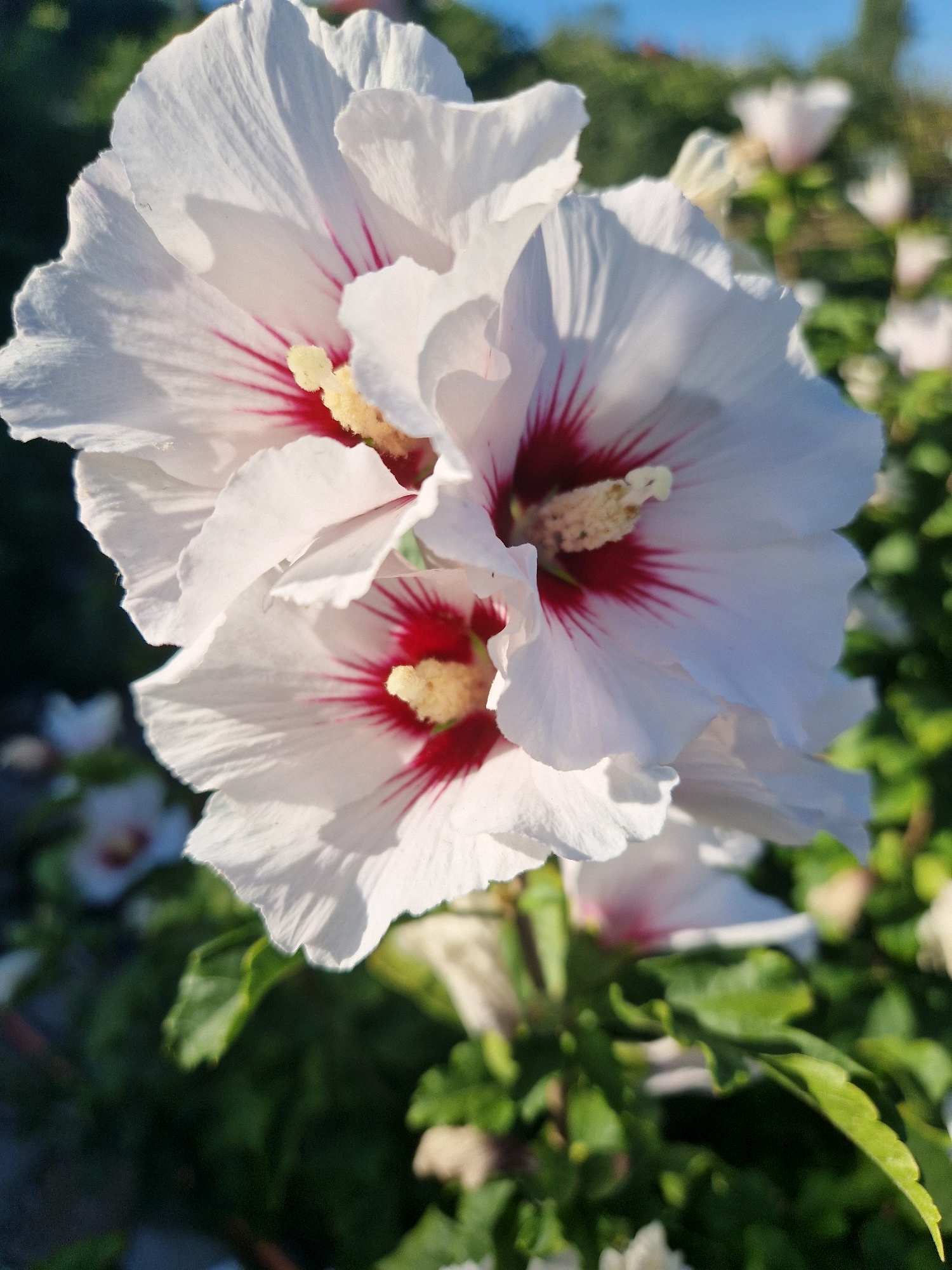 The image shows a close-up view of two white hibiscus flowers with deep pink centers. The flowers are in full bloom, with delicate, ruffled petals. The stamens in the center of each flower are a bright yellow. The flowers are set against a blurred background of green foliage and a bright blue sky. The lighting suggests it is daytime, with sunlight highlighting the petals of the flowers. The location within Mykolaiv, Ukraine, is not discernable from the image itself.