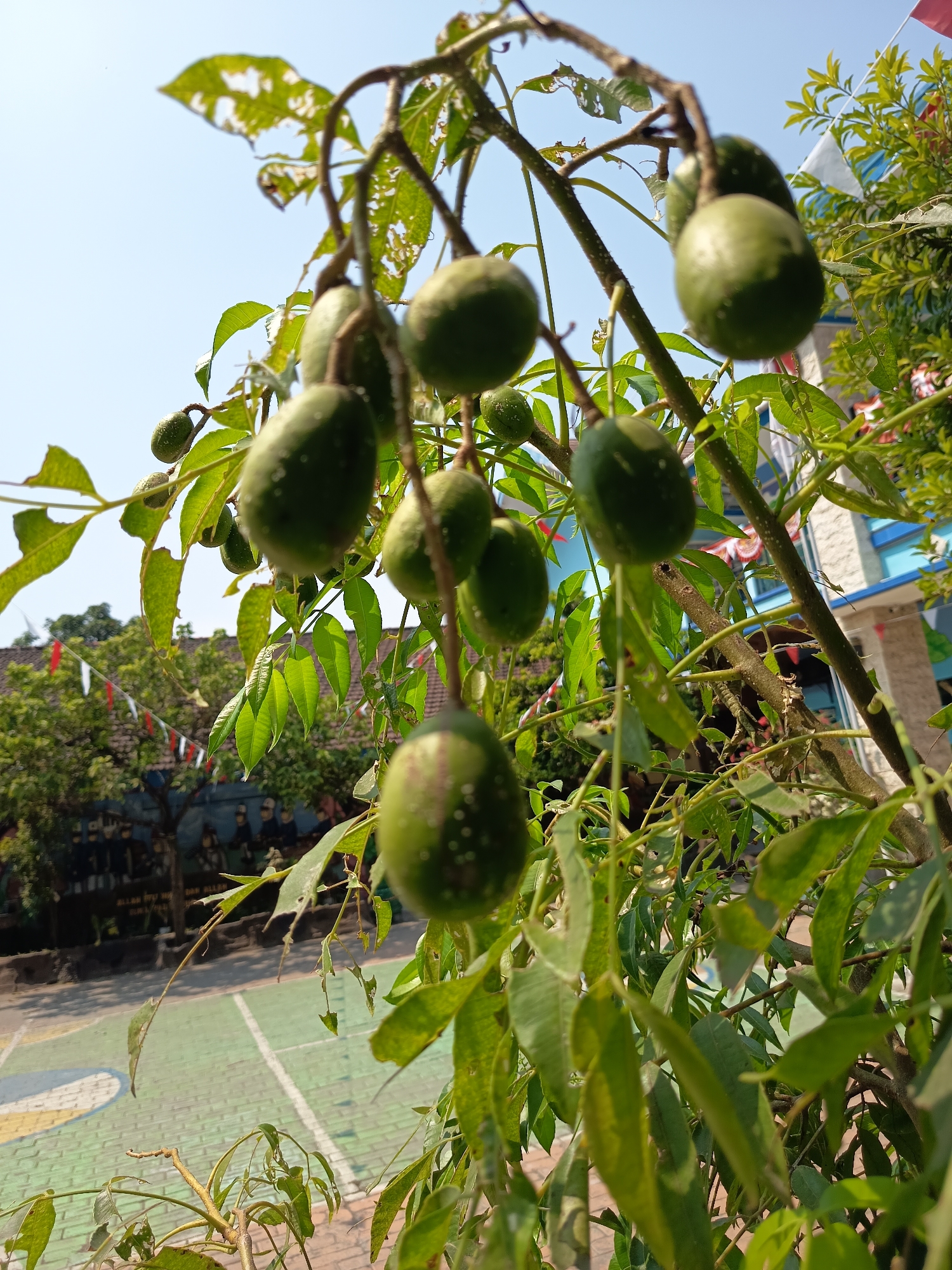 The image shows a close-up of a tree with green, oval-shaped fruits hanging from its branches. The fruits are clustered together, and some have small white spots on their surface. The tree's leaves are a vibrant green, with some showing signs of damage, such as small holes. In the background, there is a clear blue sky. Below the tree, a paved area with green and white markings, resembling a court or playing field, is visible. Further in the background, there is a building with red and white flags or banners. The overall scene suggests an outdoor setting, possibly a schoolyard or public area in Widoro, Indonesia, given the presence of what appear to be Indonesian flags. No people are visible in the image.