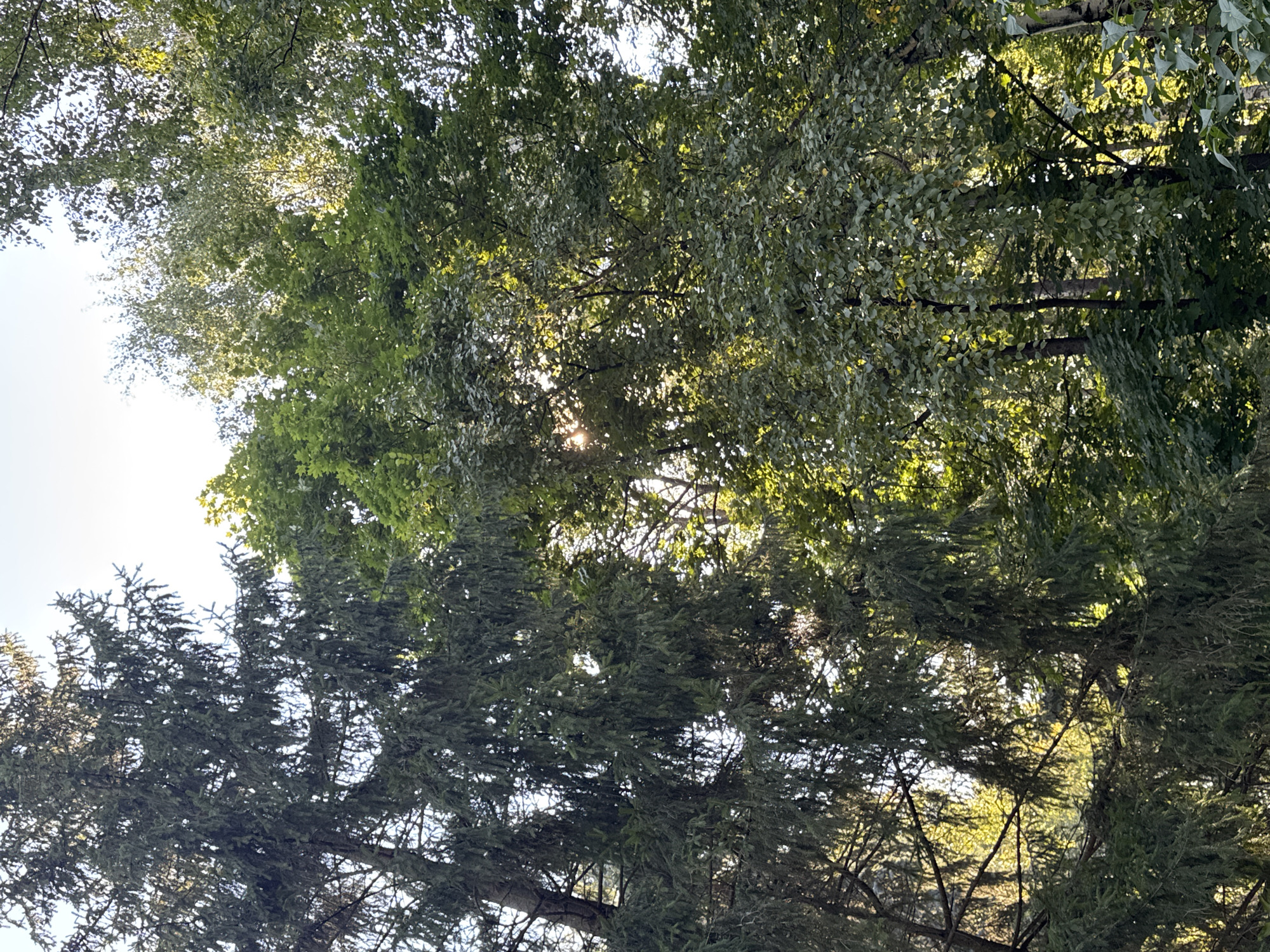 The image shows a dense forest canopy with sunlight filtering through the leaves. The dominant trees appear to be evergreen conifers, likely spruce, with their characteristic needle-like foliage, interspersed with deciduous trees exhibiting lighter green leaves. The overall impression is one of a natural, wooded area. Without specific landmarks or architectural elements, pinpointing an exact location within Ufa, Russia, is impossible. The scene depicts a peaceful, natural environment, likely a park or a forest on the outskirts of the city.