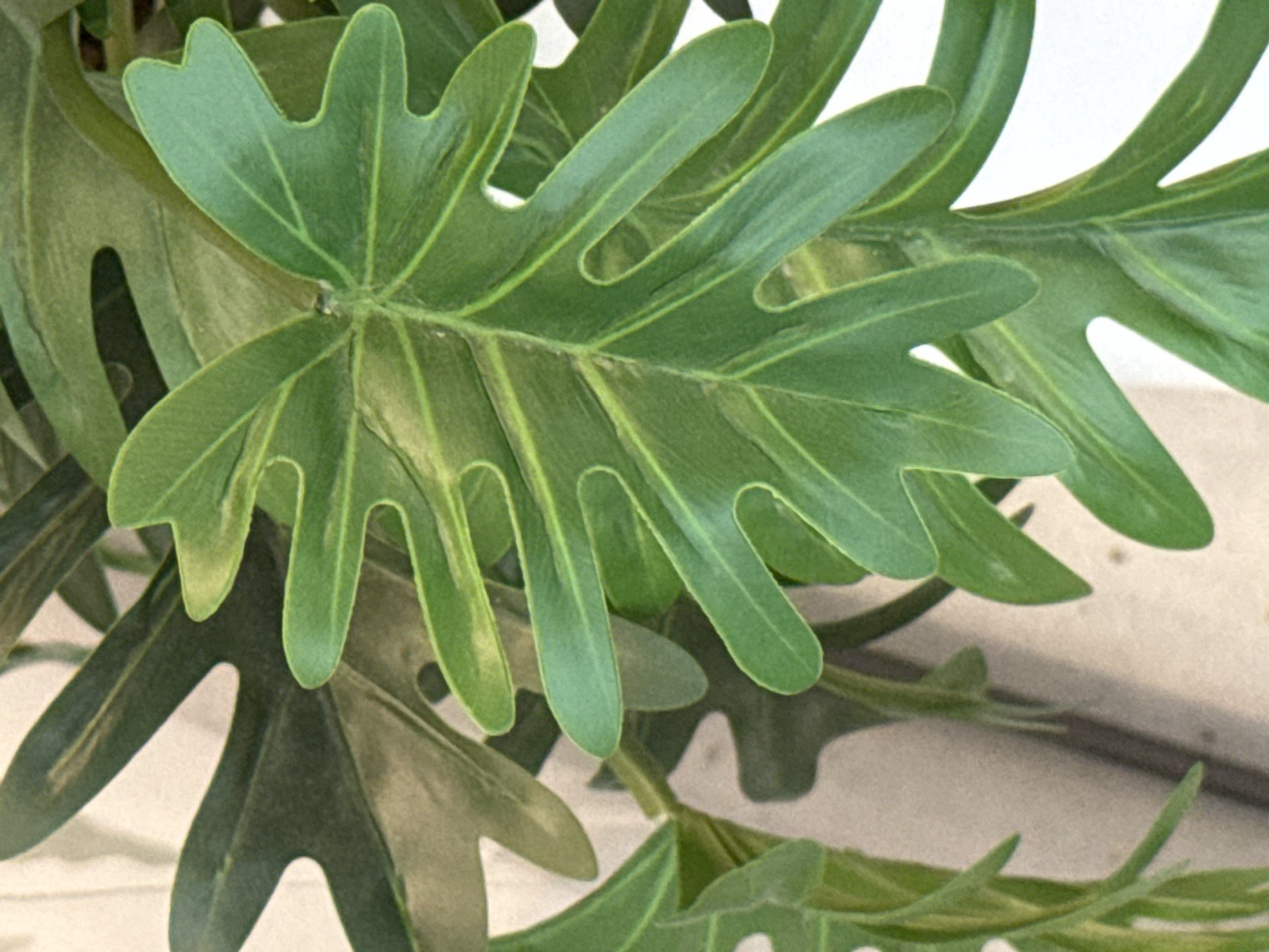 The image is a close-up shot of a green philodendron leaf, possibly a Xanadu or similar variety, with its characteristic deeply lobed shape. The leaf is vibrant green with visible veins. In the background, other green leaves and a light-colored surface, possibly a wall or railing, are visible. There are no people, actions, or interactions depicted. The image does not contain any visual information that would allow for the determination of its location in the city of Ob, Russia.