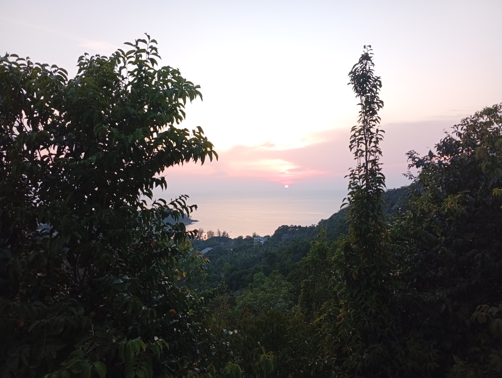The image presents a tranquil panoramic view of a tropical landscape at either sunrise or sunset, overlooking a calm sea from an elevated perspective. In the foreground and midground, lush, dense foliage of numerous trees dominates the scene, with their dark green leaves creating natural frames on the left and right sides of the image. One particularly tall and slender tree stands prominently on the right side, reaching towards the sky.
Beyond the immediate treeline, the landscape descends into a verdant hillside covered with more trees and vegetation. In the distance, a large body of water, likely the sea or ocean, stretches across the horizon, reflecting the soft light from the sky. The sun is visible as a distinct, bright orb positioned low on the horizon, partially obscured by a thin band of clouds. The sky above is painted with delicate pastel hues of pink, orange, and light lavender, gradually fading into a pale blue and white higher up.
Small, indistinct structures, possibly buildings or houses, can be faintly seen nestled along the distant coastline amidst the greenery. The scene evokes a sense of peace and natural beauty, characteristic of a tropical coastal area during twilight hours. The setting is Baan Wang Ta Kien, Thailand. No human figures or discernible text are visible in the image.
