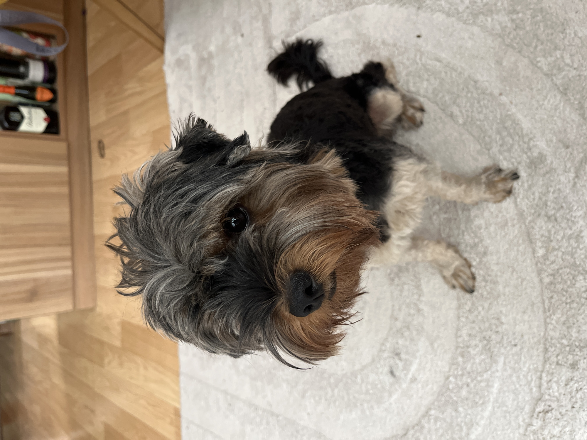 A medium shot captures a small, black and tan Yorkshire Terrier sitting on a light-colored rug. The dog's head is turned slightly to its left, with its dark eyes looking forward. Its fur is styled with a shaggy topknot and its face is adorned with a beard and whiskers. The dog's body is mostly black, with tan markings on its legs and chest. Its tail is held upright and curled. The background consists of a wooden floor and a blurred cabinet with bottles on a shelf. The scene appears to be indoors, likely in a residential setting within the city of Dobrich, Bulgaria.