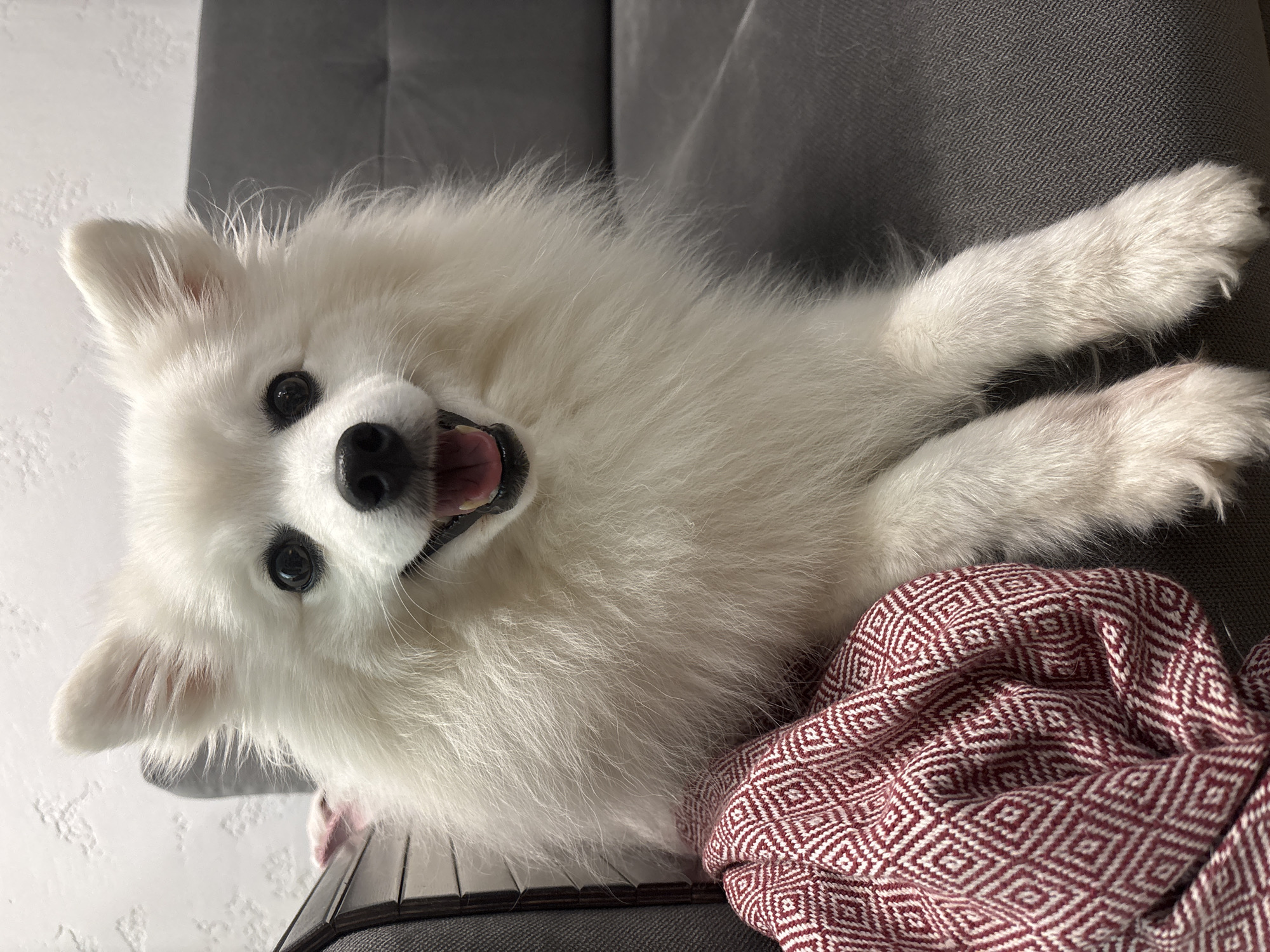 A white Japanese Spitz is sitting on a grey sofa. The dog is facing the camera with its mouth open and tongue showing. A red and white patterned blanket is draped over the dog's hindquarters and a part of the sofa. The background shows a textured white wall and a dark grey sofa. The image appears to have been taken indoors, likely in a residential setting. There is no indication of a specific location in Kazan, Russia.