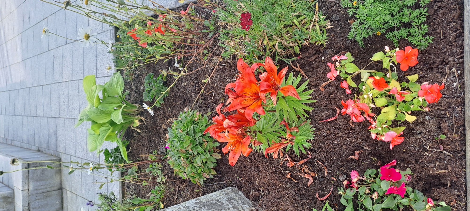 The image shows a close-up of a flowerbed located in Castlebar, Ireland. The flowerbed contains a variety of plants, including vibrant orange lilies, pink and red impatiens, a hosta plant with large green leaves, and some white daisies. The soil is dark brown and appears moist. In the background, a paved walkway made of grey concrete slabs is visible, suggesting an urban or park setting. A portion of a grey, textured tree trunk is on the left side of the frame. The overall impression is one of a well-maintained garden area.