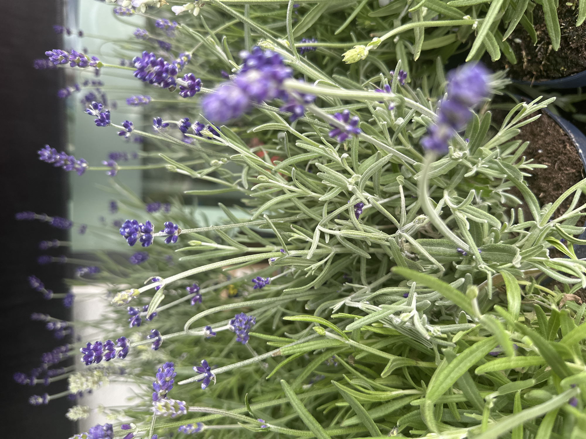 This is a close-up, vertical shot of lavender plants in pots. The focus is on the delicate purple flowers and the silvery-green foliage, characteristic of lavender. The plants are densely packed, with some flowers appearing sharper than others, suggesting a shallow depth of field. The background shows a dark, blurry area on the left, possibly indicating a wall or shadowed space, and dark soil in pots on the right. The lighting suggests it could be daytime, with natural light illuminating the plants. There are no people or discernible activities taking place, the image solely focusing on the botanical subjects. The context of Tuntenhausen, Germany, provides a geographical setting where lavender is likely cultivated. There is no visible text in the image.