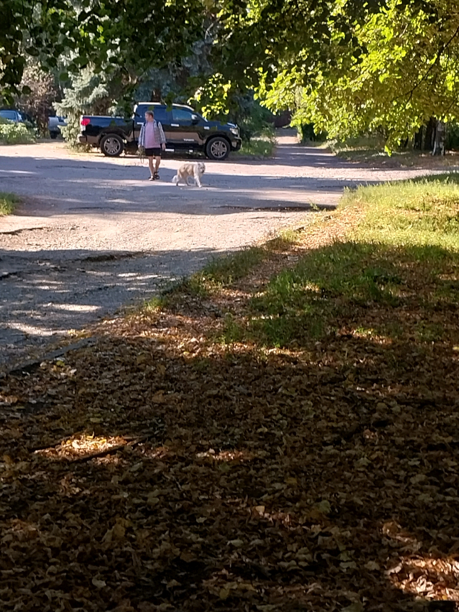 A person is walking a dog on a gravel road under a canopy of green leaves. The person, wearing a pink shirt, dark shorts, and sandals, is holding a leash attached to the dog, a light-colored, medium-sized breed. Behind them, a black pickup truck is parked on the side of the road. The ground is covered with a mix of gravel and fallen leaves, with patches of grass on the right side of the image. Sunlight filters through the trees, creating dappled shadows on the road and the ground. The scene appears to be a quiet, possibly rural, area within Doslidne, Ukraine, judging by the natural surroundings and the gravel road typical of such locations.