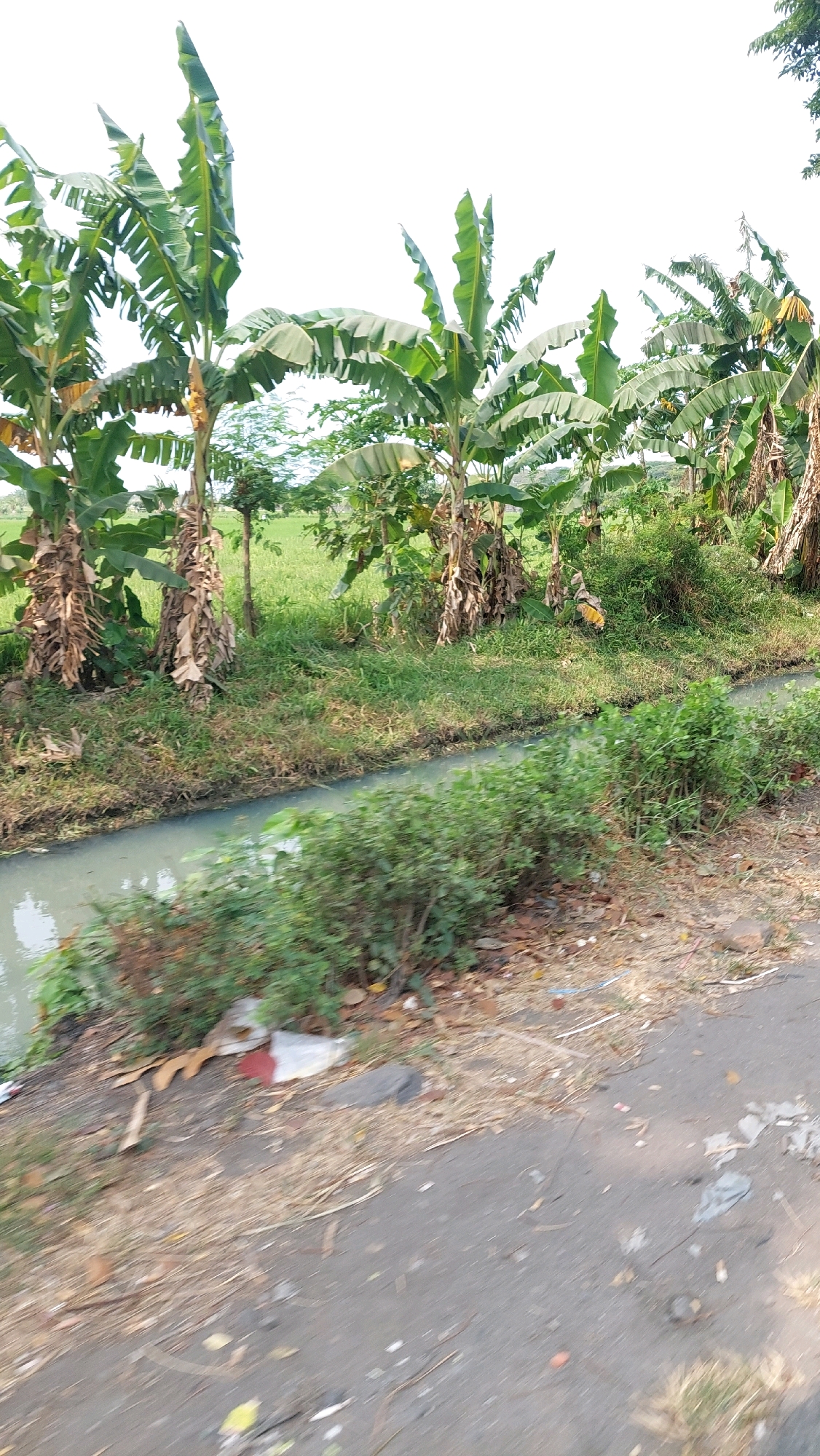 The image shows a rural landscape with a ditch running alongside a paved road. Banana trees line the far bank of the ditch, with a rice paddy visible behind them. The road is unpaved in some areas and shows signs of wear and tear, with scattered debris including plastic bags and leaves. The ditch is filled with murky water and overgrown with vegetation on its banks. The sky is clear and bright, suggesting a sunny day. There are no people or animals visible in the image. The scene is typical of the countryside in Ketimang, Indonesia, characterized by agricultural fields and local infrastructure.