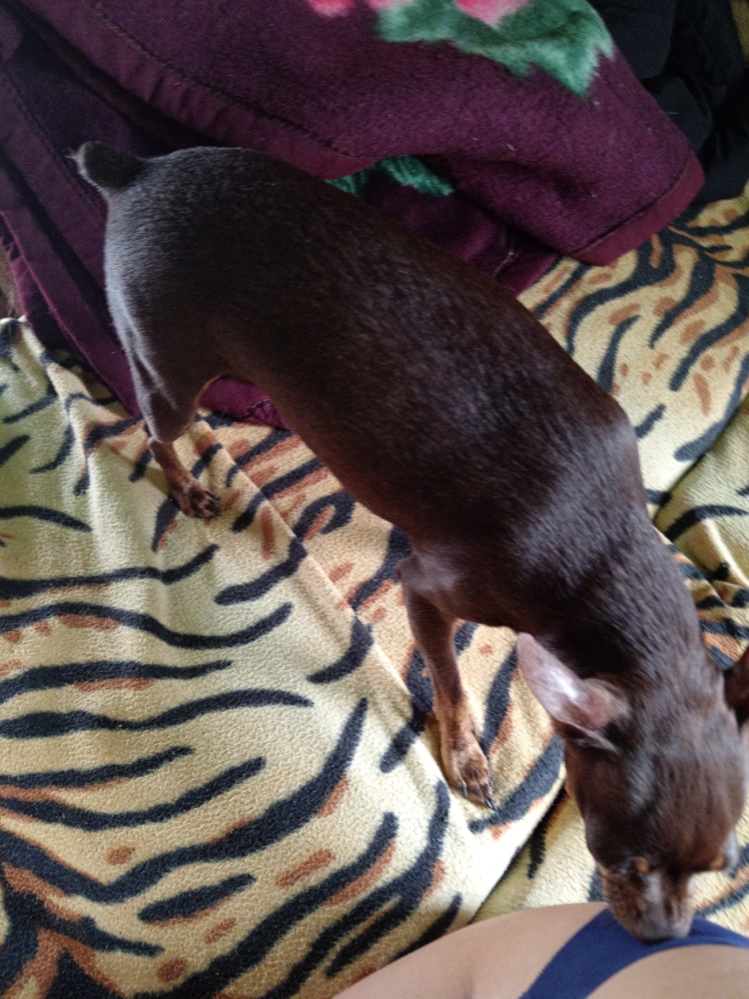 The image depicts a small, dark brown dog with a sleek coat, possibly a Chihuahua or similar breed. The dog is lying down on a blanket with a tiger-stripe pattern in shades of yellow, black, and brown. A portion of a person's leg, clad in dark blue fabric, is visible at the bottom right of the frame, suggesting the dog is near a person. In the background, a dark purple blanket with a floral pattern is draped. The setting appears to be indoors, likely a domestic environment. There are no identifiable landmarks or elements that would specifically place this scene in Novopokrovka, Russia.